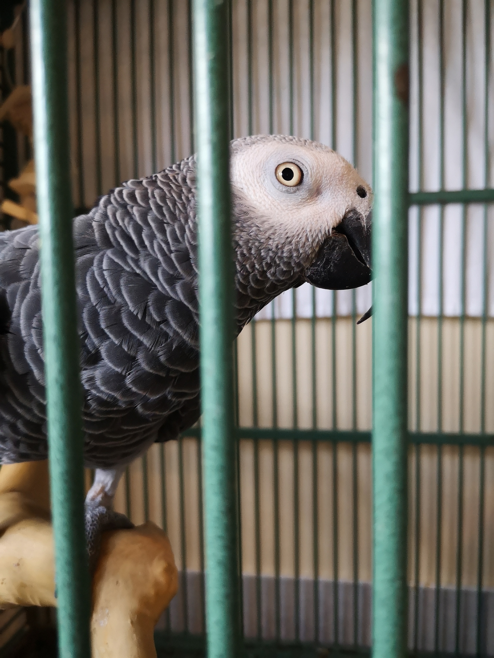 Parrots! - My, Birds, A parrot, Macaw parrots, Amazon, Pyrrura, Shelter, Longpost