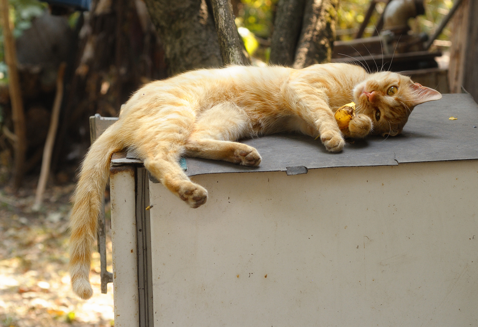 With a leaf. - My, cat, Redheads, Pets, The photo