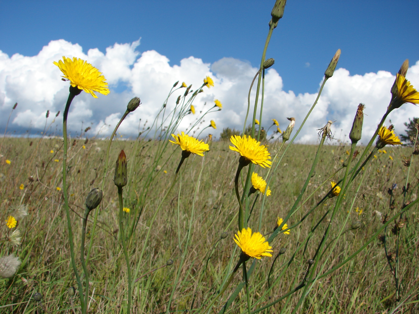 Sunny days of autumn - My, Hike, Nature, Autumn, Longpost