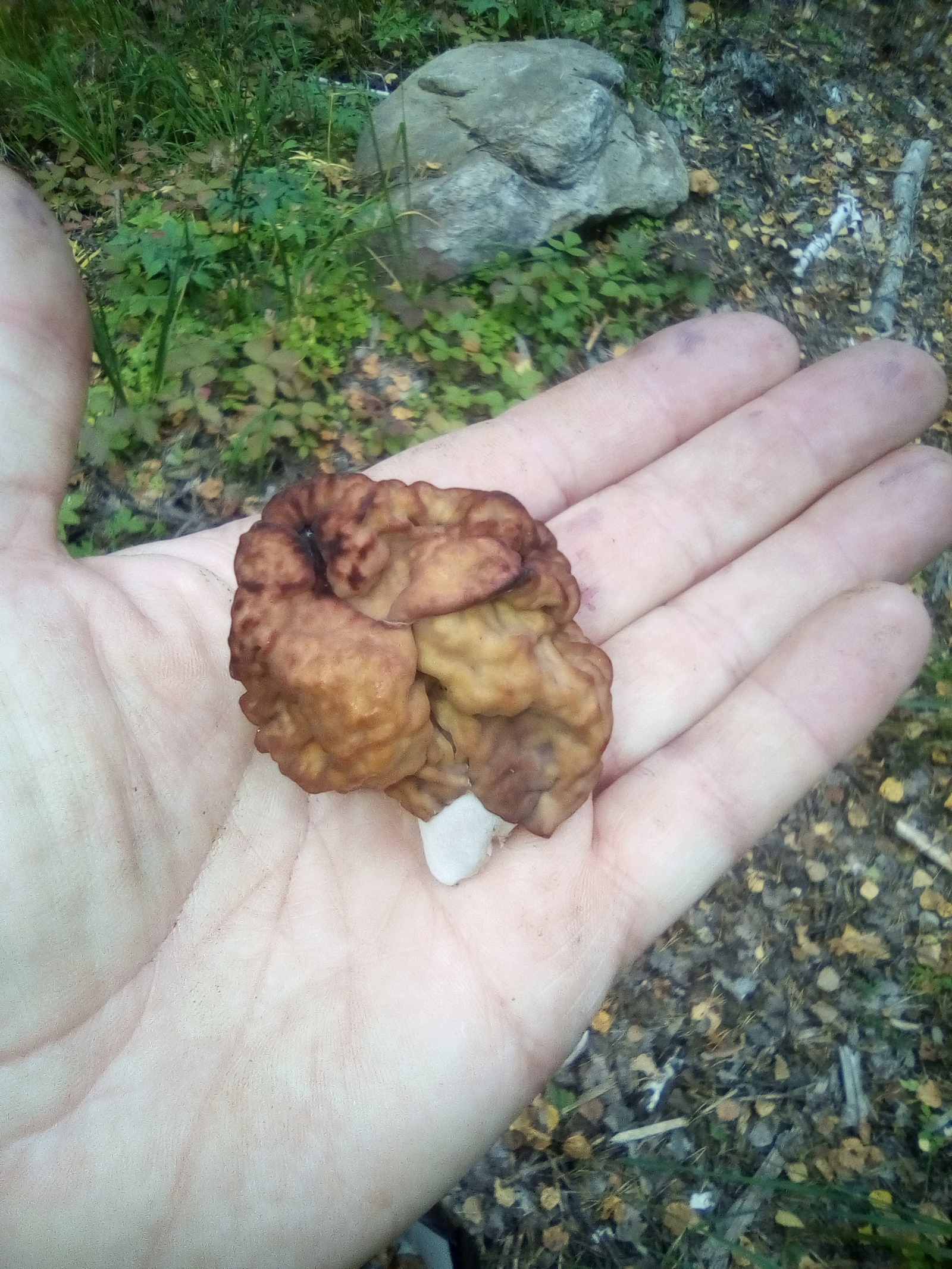 Can you tell me what kind of mushroom? - My, , , , Longpost, Mushrooms