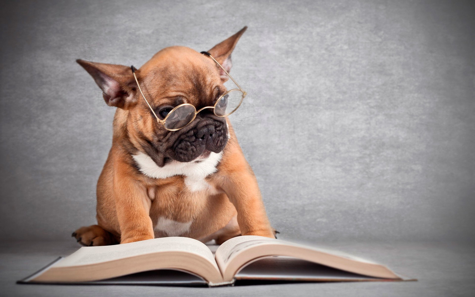 What to read about dogs for a novice trainer - Service dogs, Training, Dog training, Reading, Bookshelf, Longpost