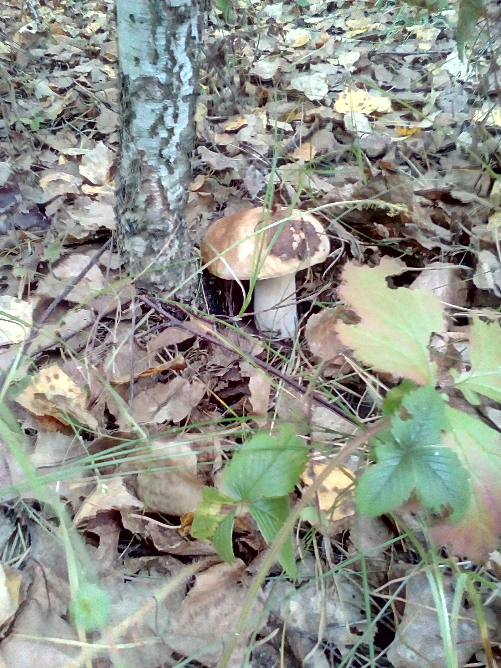 Found handsome men - My, Mushrooms, Porcini, Borovik, Forest, Longpost