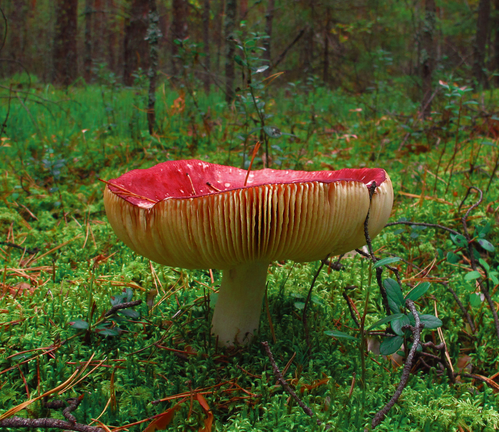 Successful quiet hunting in a pine forest - My, Mushrooms, Autumn, Forest, Silent hunt, Longpost