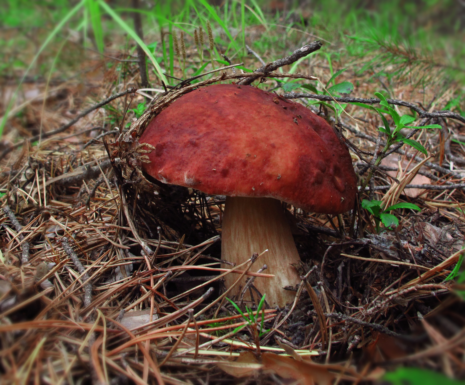 Successful quiet hunting in a pine forest - My, Mushrooms, Autumn, Forest, Silent hunt, Longpost