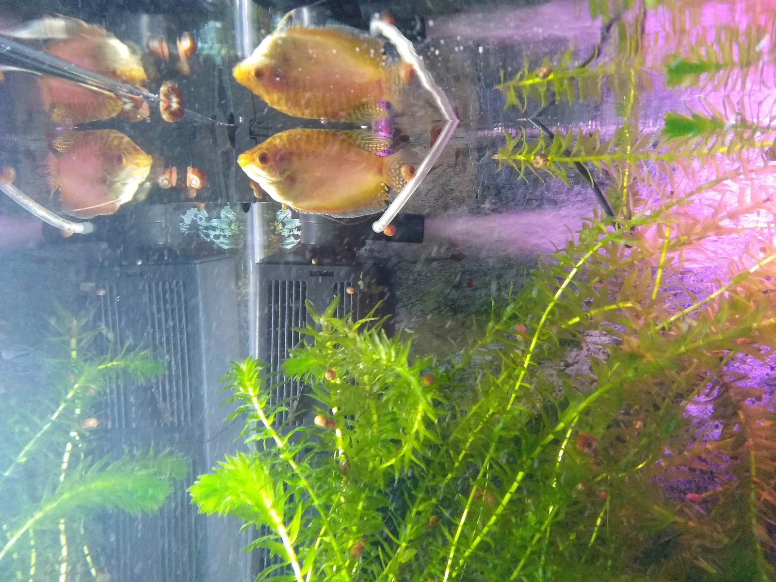 Help with aquarium! - My, Aquarium, Aquarium plants, Aquarium fish, Need advice, Longpost