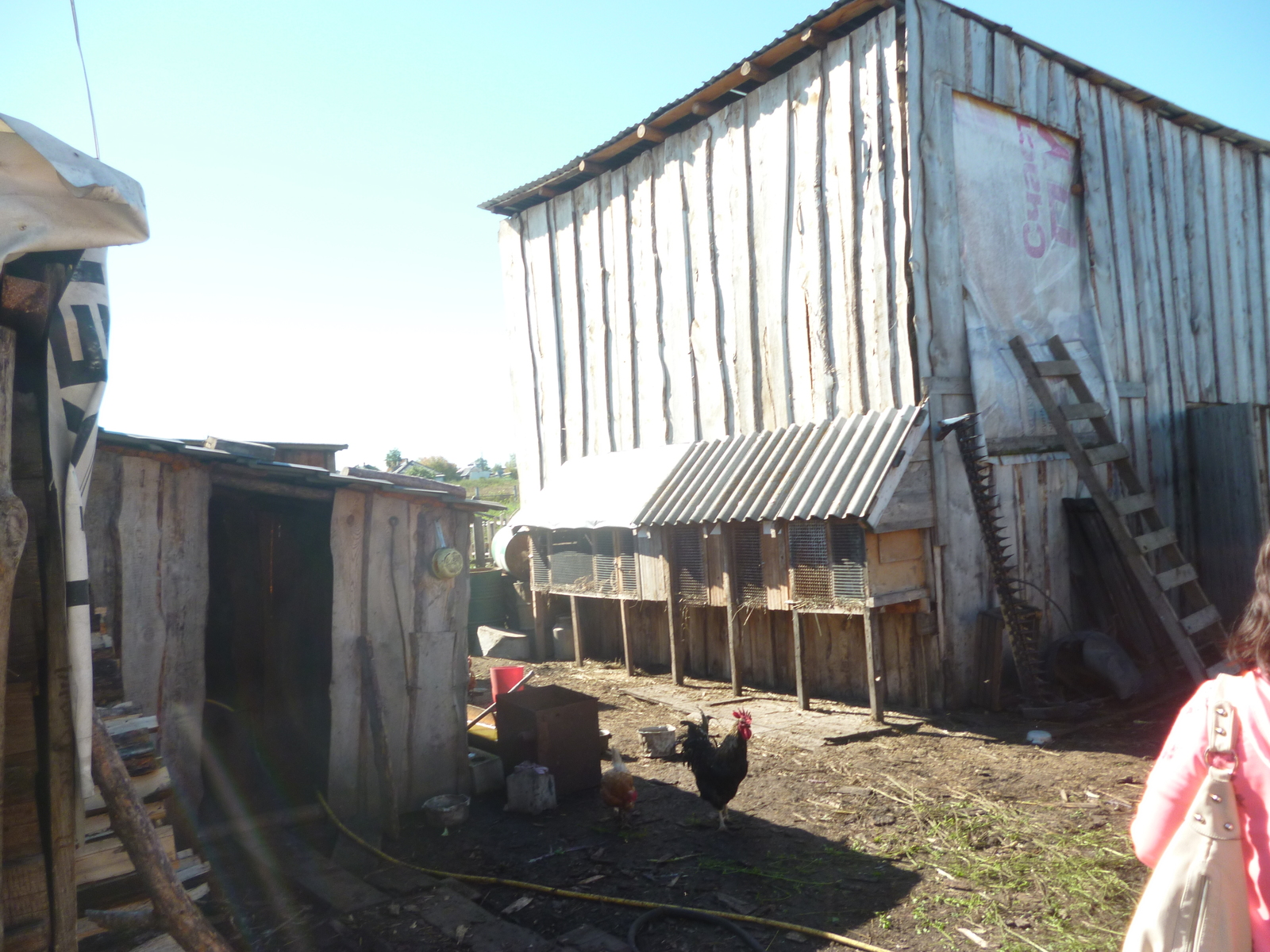 Fattening bulls. - My, Fattening of bulls, family farm, Milking of cows, , Building a farm, Video, Longpost