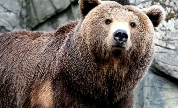 Schoolchildren were poisoned by a spray to scare away bears. - Canada, The Bears, Poisoning, Children