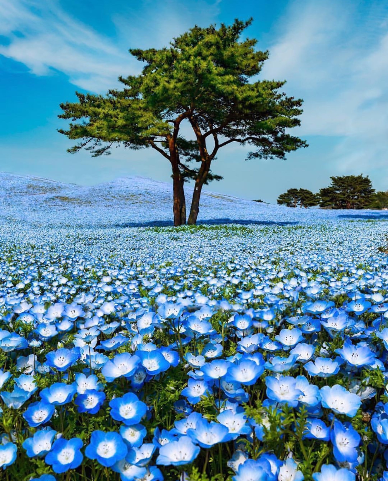 Nemophila flowering - Field, Flowers, Nemophila, Forget-me-nots