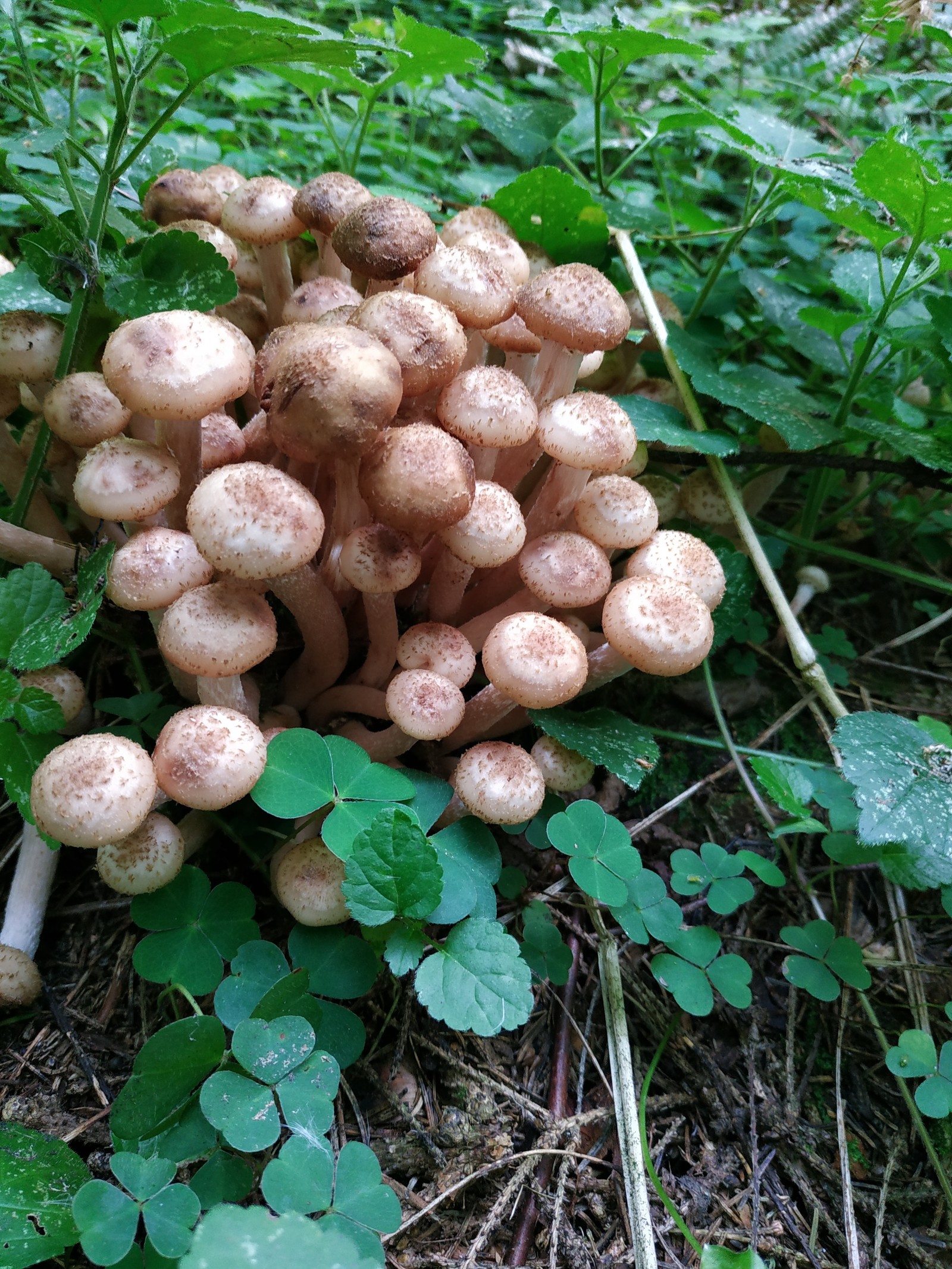 I went for mushrooms :) how did you go this year? - My, Mushrooms, Autumn