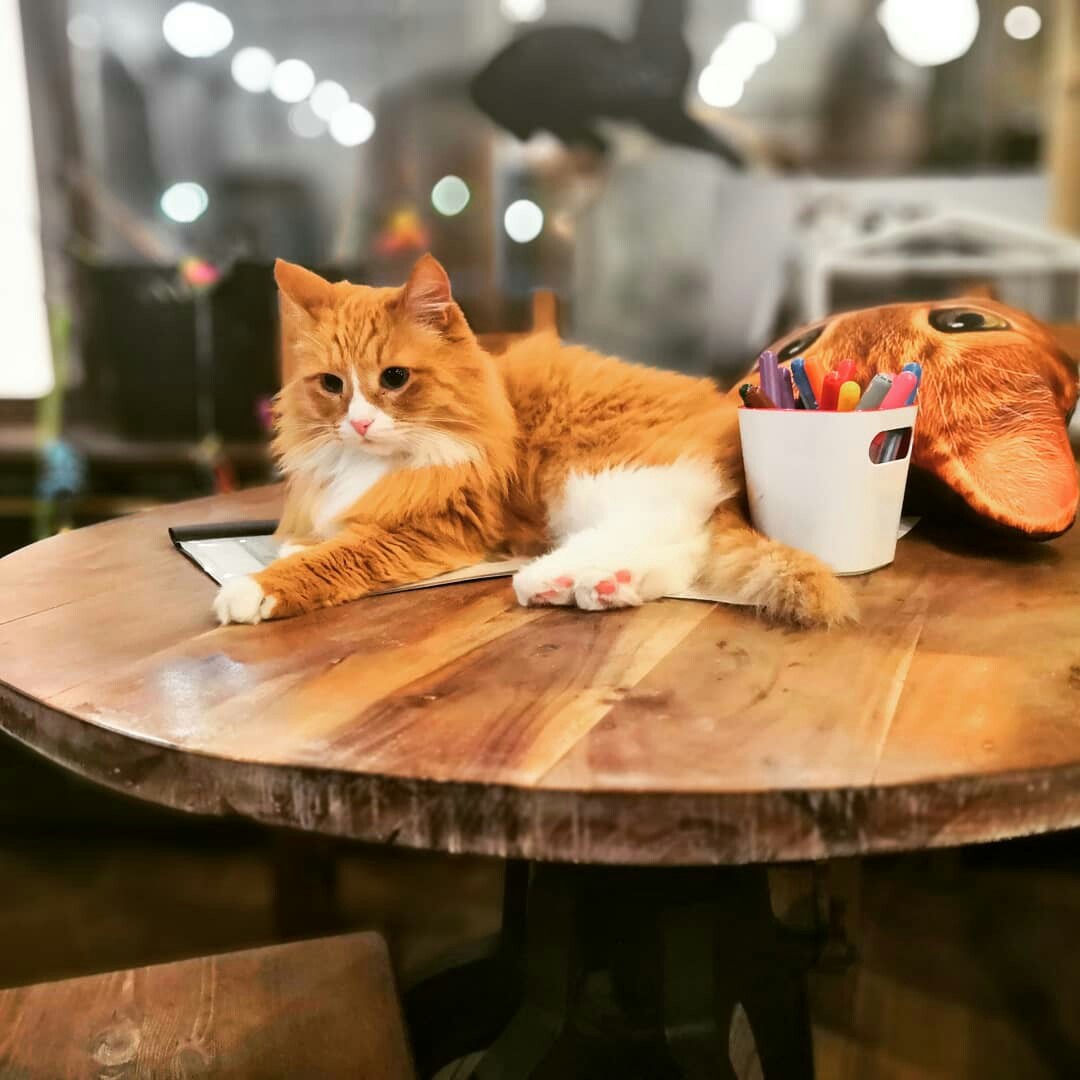 кафе для кошек