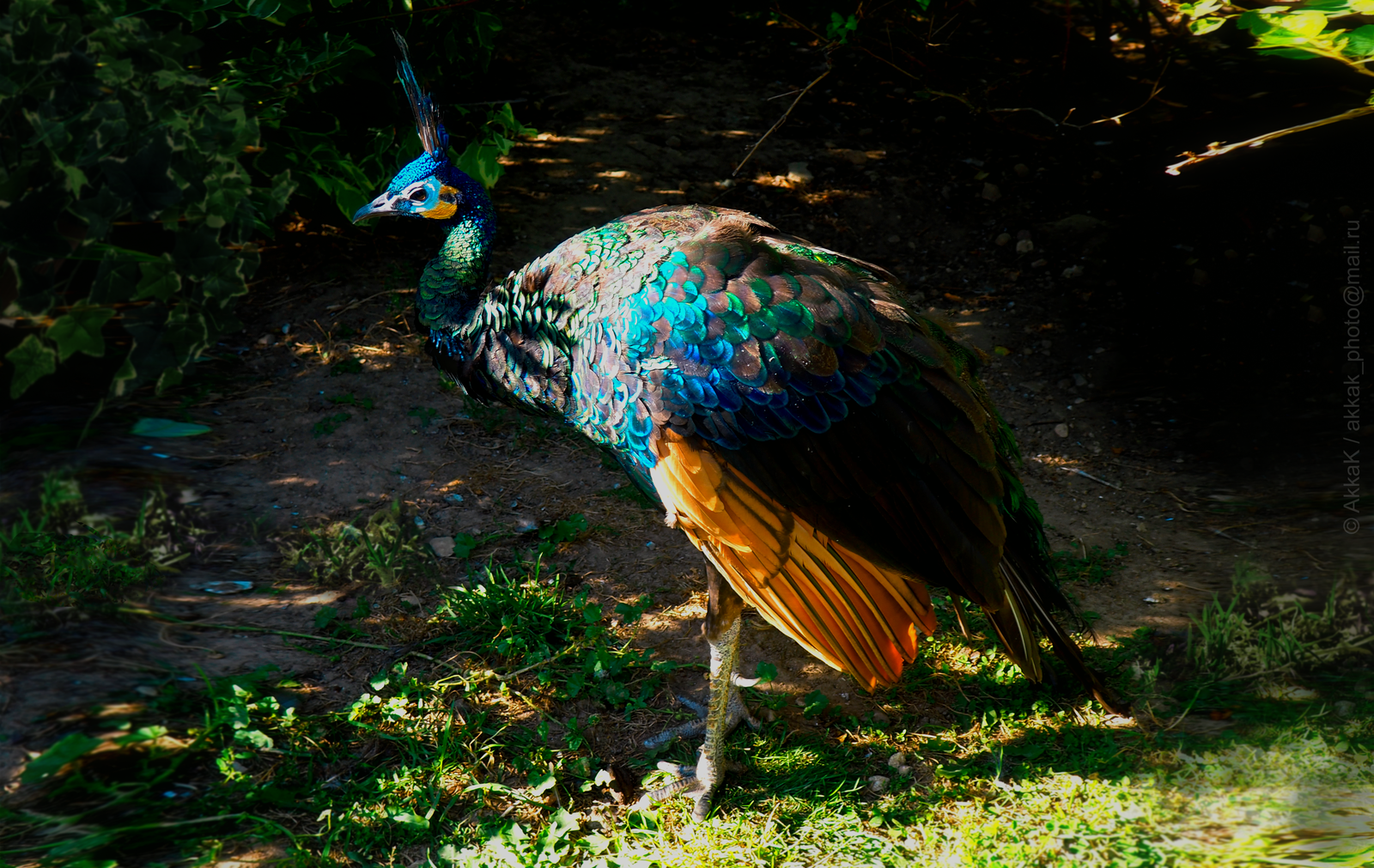 Peacock-mavlin - My, The photo, Peacock, Birds, beauty, Nature, Feathers, Blue, Green