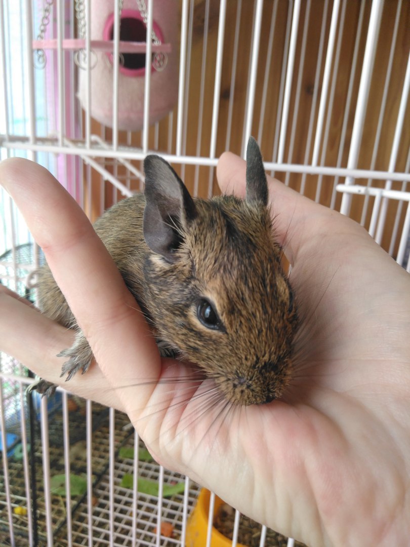 Kids are looking for House voronezh - My, Degu, Rodents, Voronezh, I will give, In good hands, Longpost