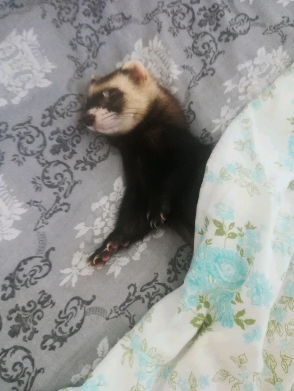 Z-envy - My, Ferret, Envy, My darling