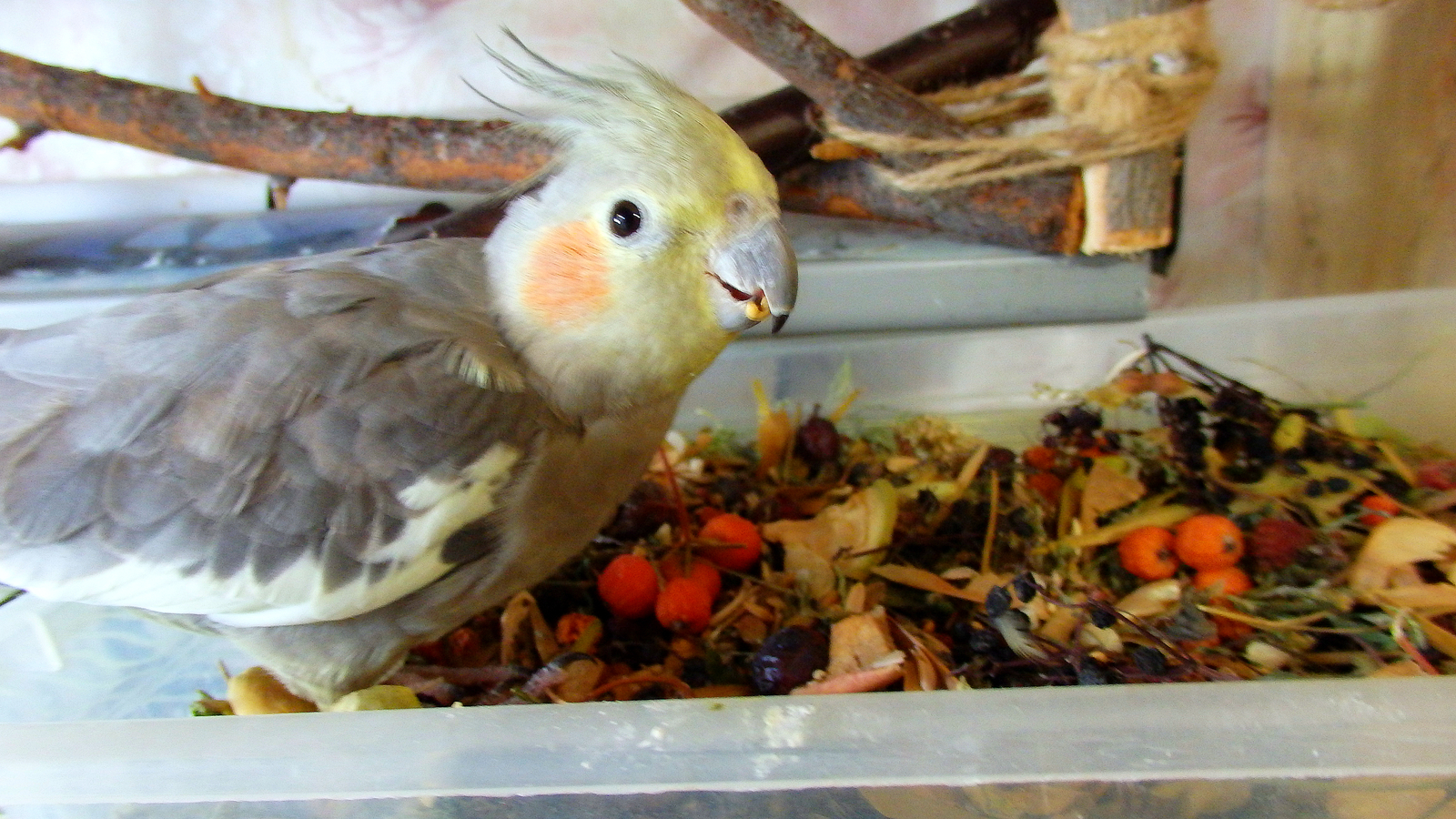 Koposhilka is our everything. - My, Birds, A parrot, Corella, , Trough, Nutrition, Longpost