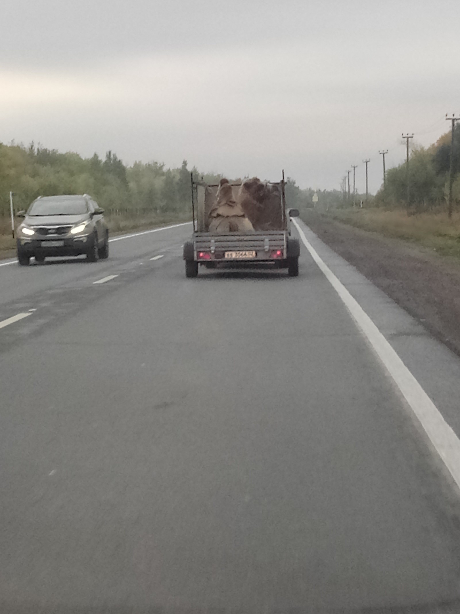 Morning on the way to work - My, Road, Camels