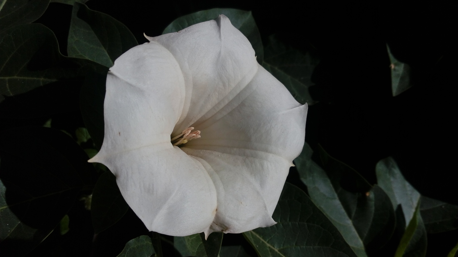 White flower - My, Flowers, The photo