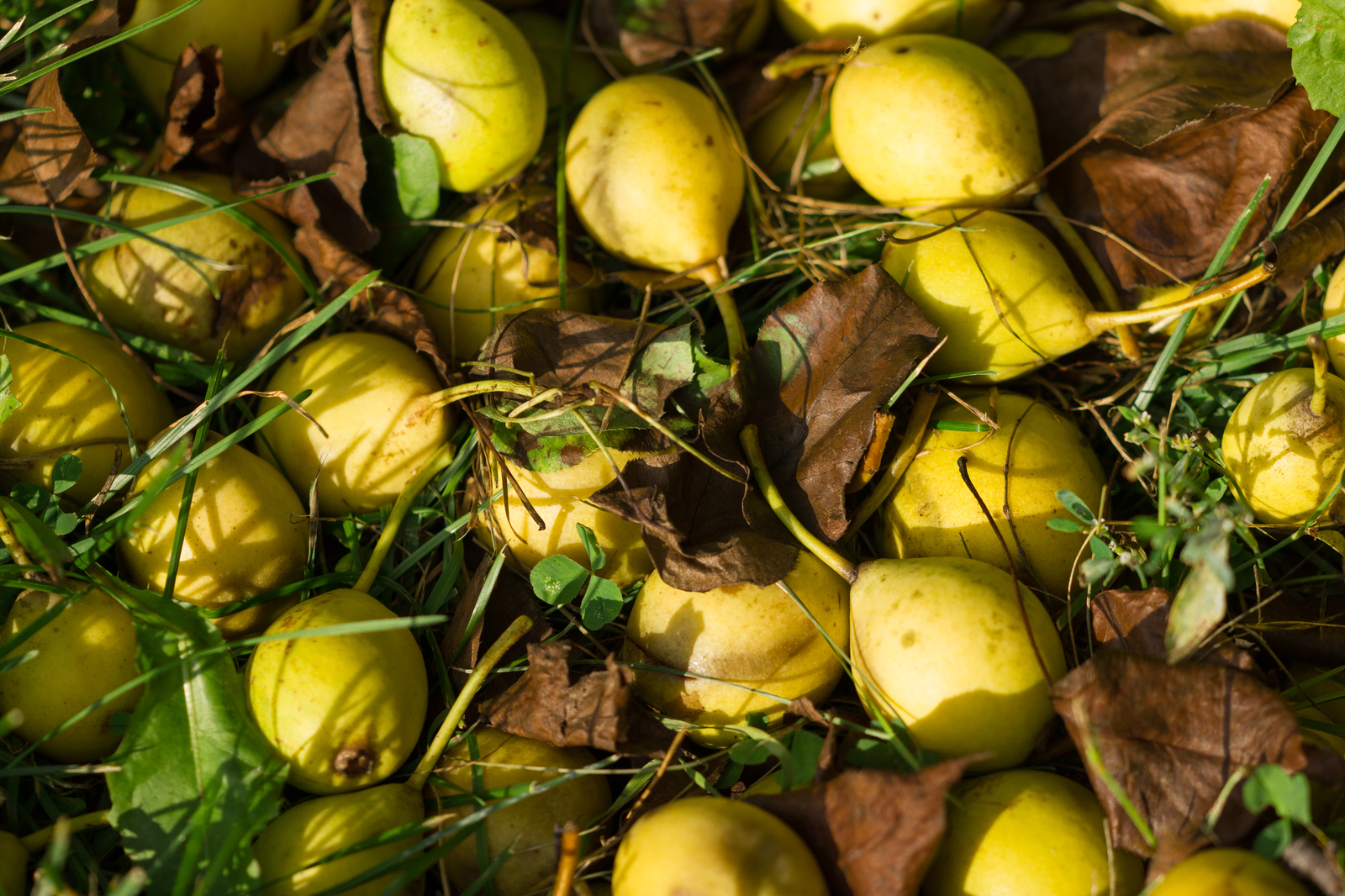 Some autumn colors of Altai. - My, Altai, Mountain Altai, Autumn, Pears, Tumbleweed, The photo, Altai Republic