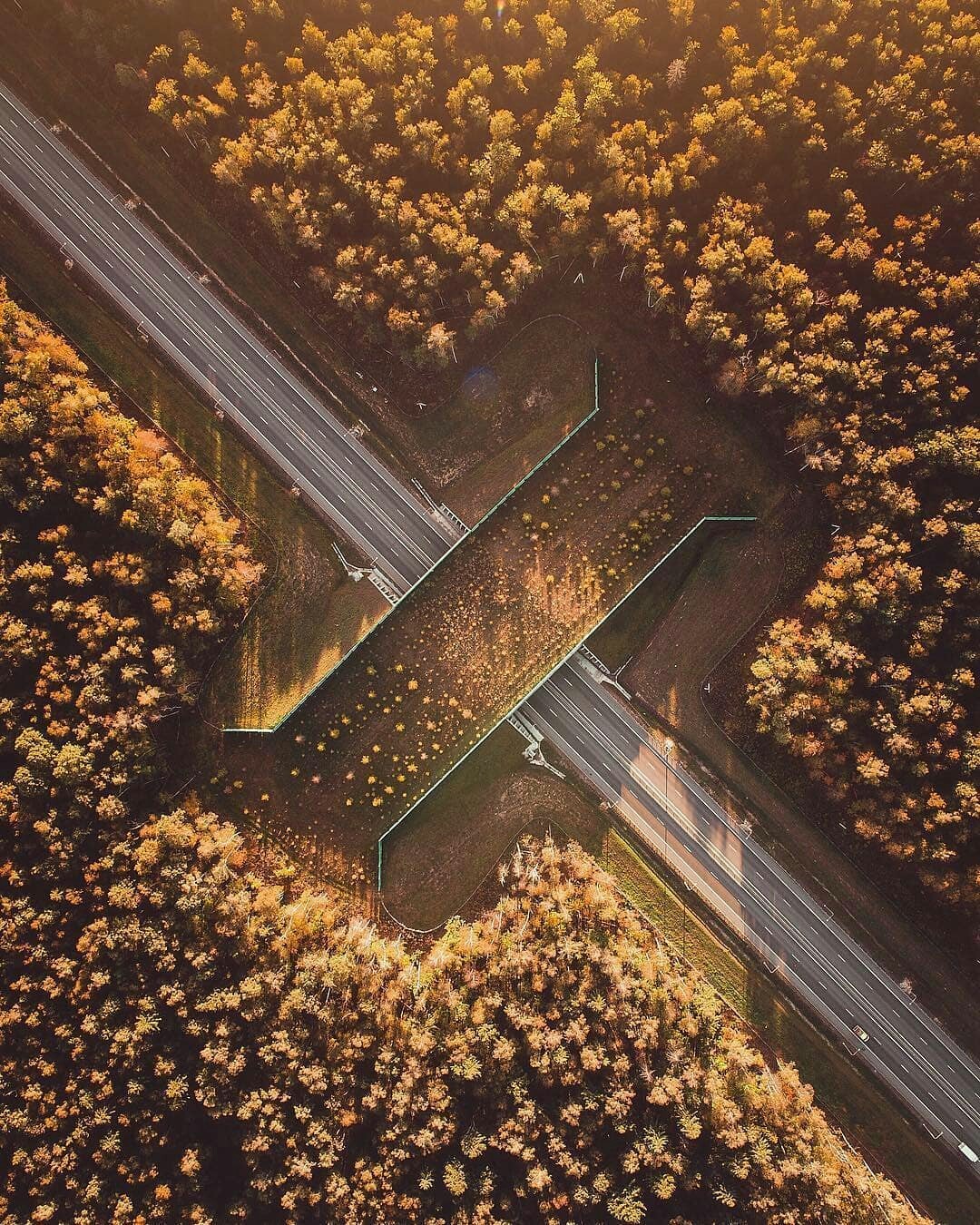 Bridge for the safe crossing of wild animals Viaduct, Kaluga region. - Animals, Nature, Interesting, The photo, Russia, Bridge