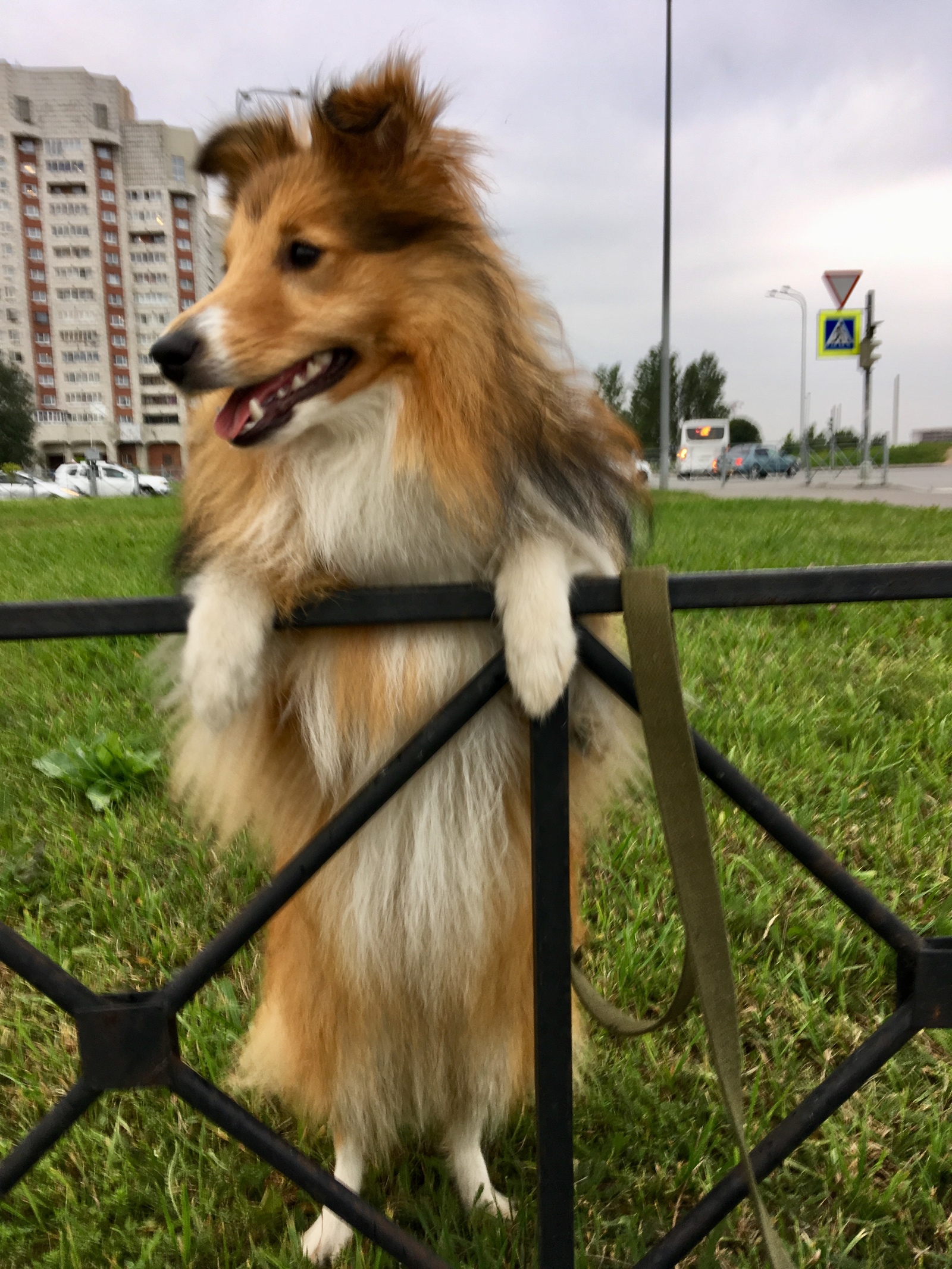 From the sheltyaki the day will become brighter) - , Sheltie, Dog, The photo, Video, Longpost