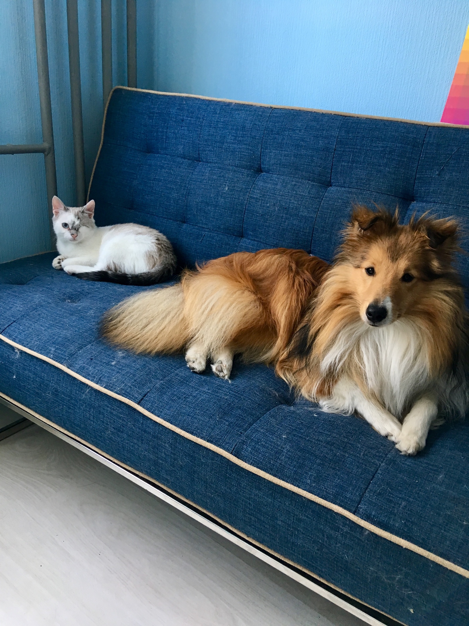 From the sheltyaki the day will become brighter) - , Sheltie, Dog, The photo, Video, Longpost