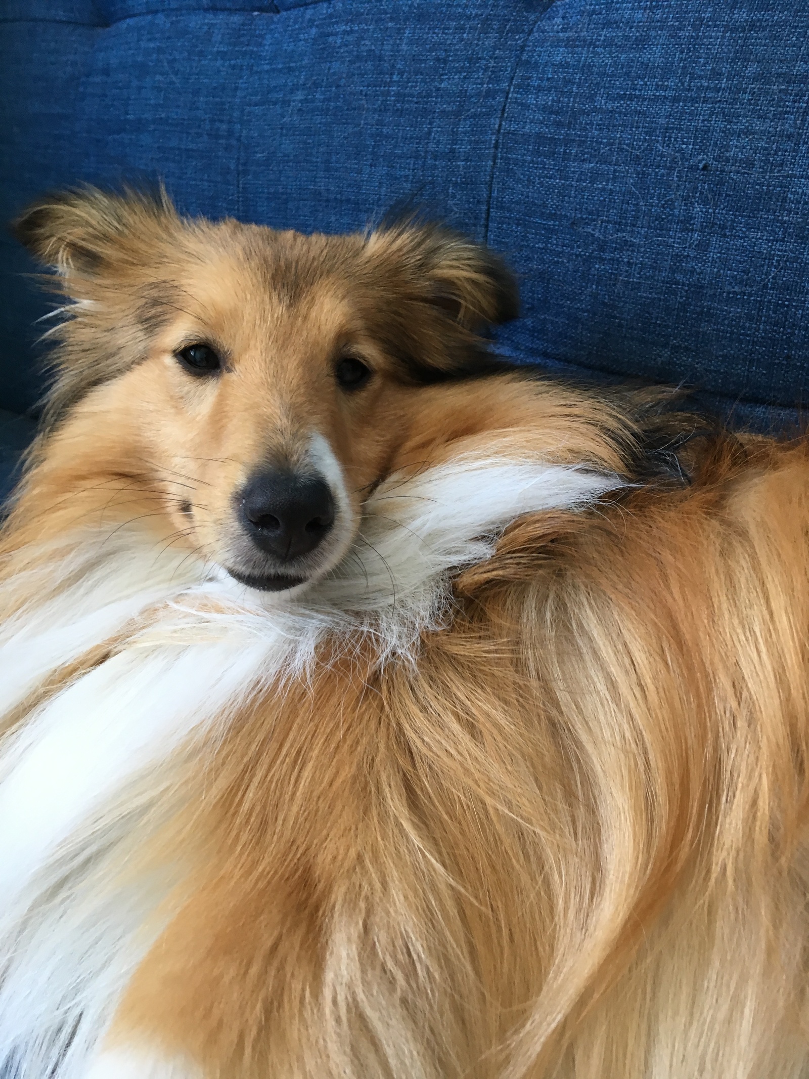 From the sheltyaki the day will become brighter) - , Sheltie, Dog, The photo, Video, Longpost