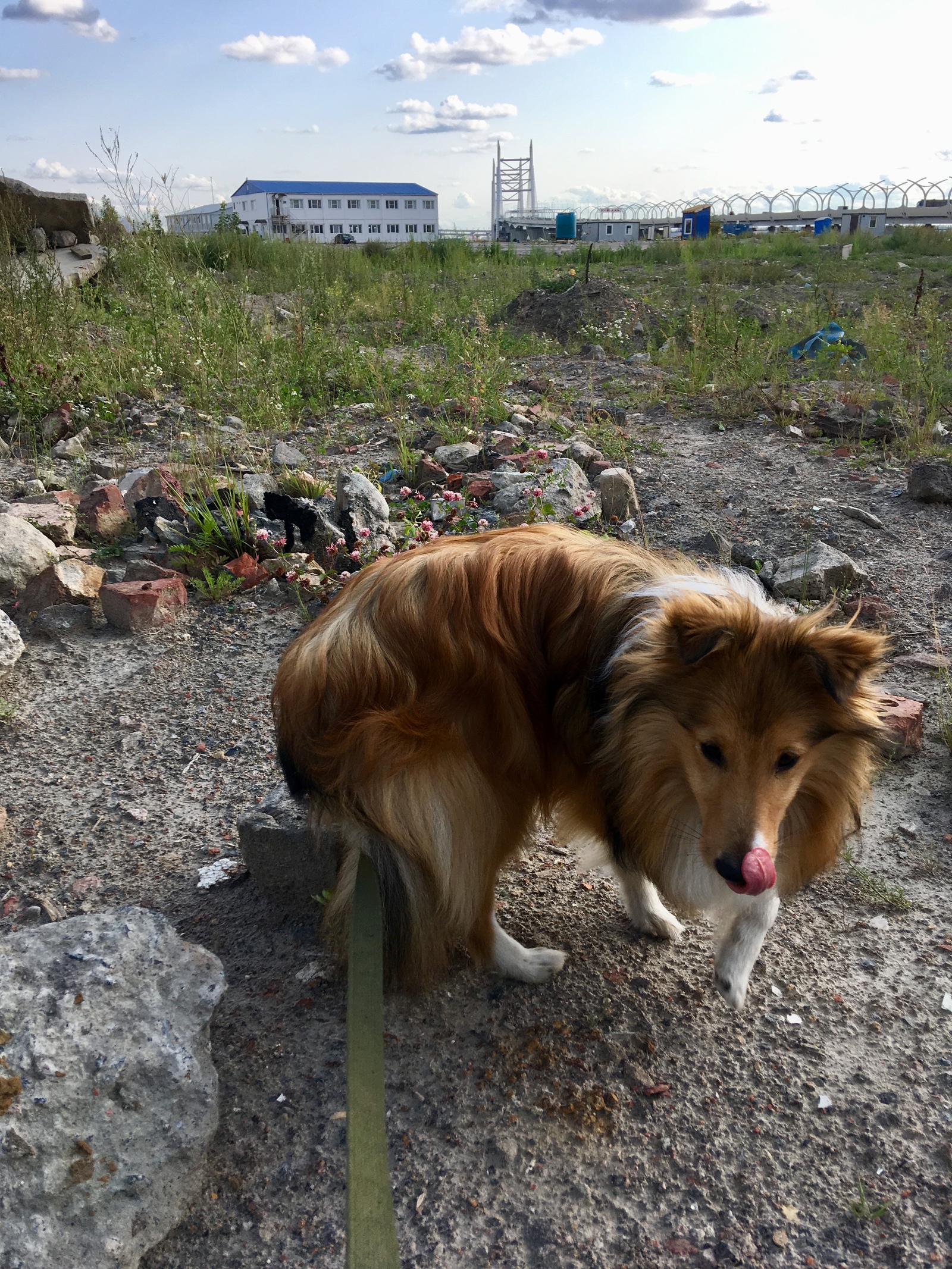 From the sheltyaki the day will become brighter) - , Sheltie, Dog, The photo, Video, Longpost