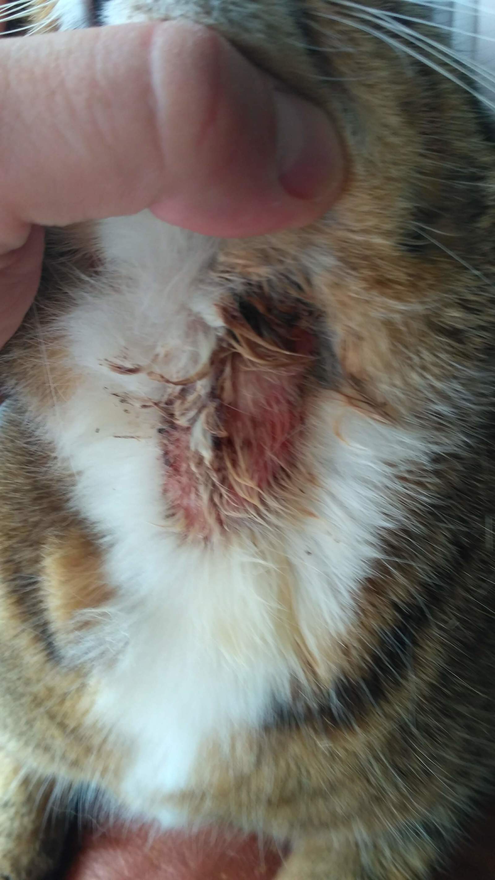 Cat lovers need help - My, cat, Help, Disease, Longpost