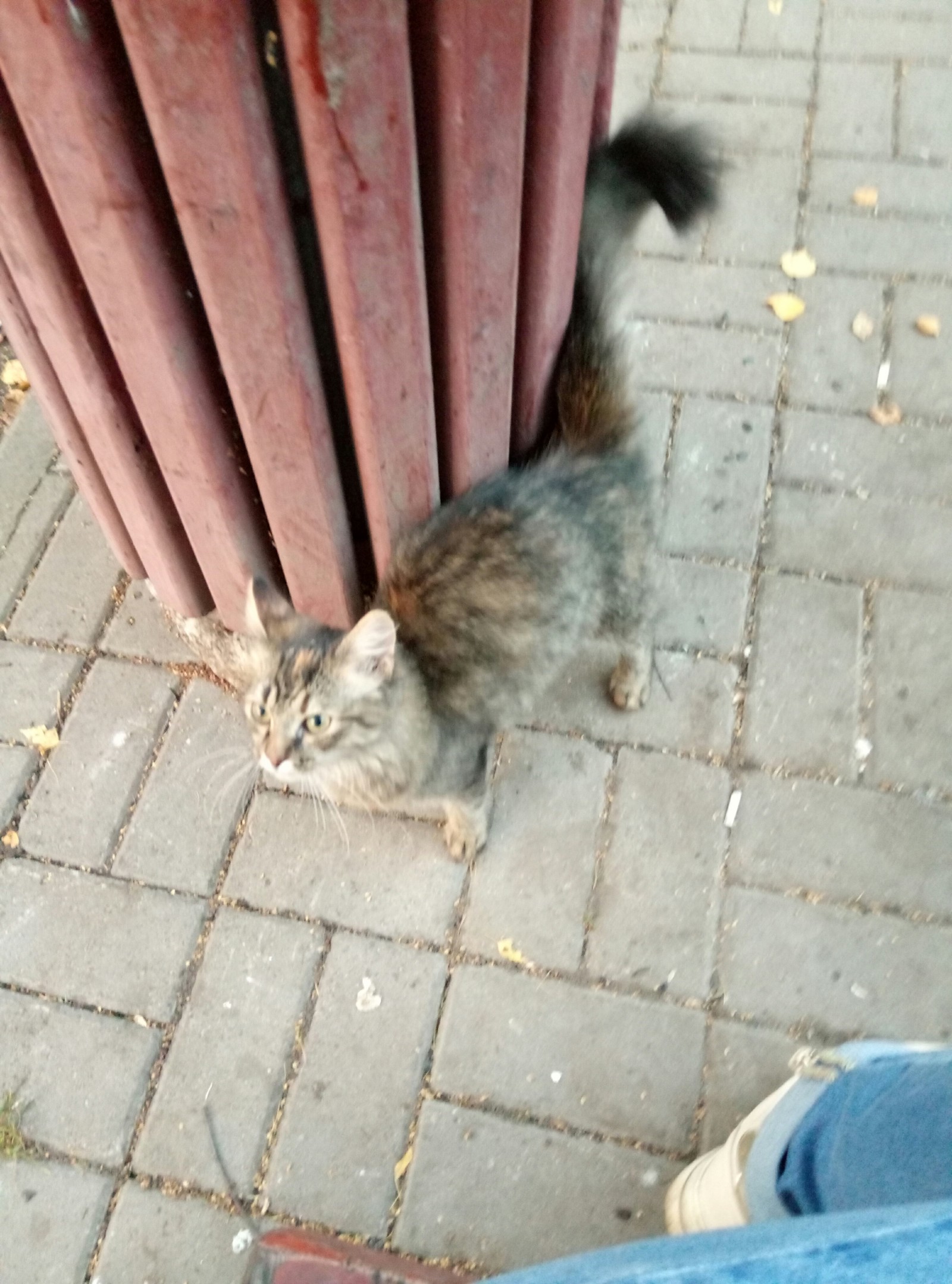 Super sweet kitty - My, In good hands, Homeless animals, No rating, Yaroslavl, Longpost, cat, Help