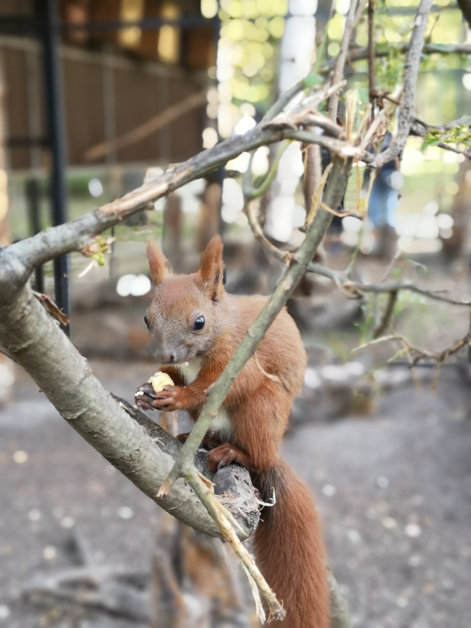 Caught a squirrel today - My, Squirrel, Animals, Milota