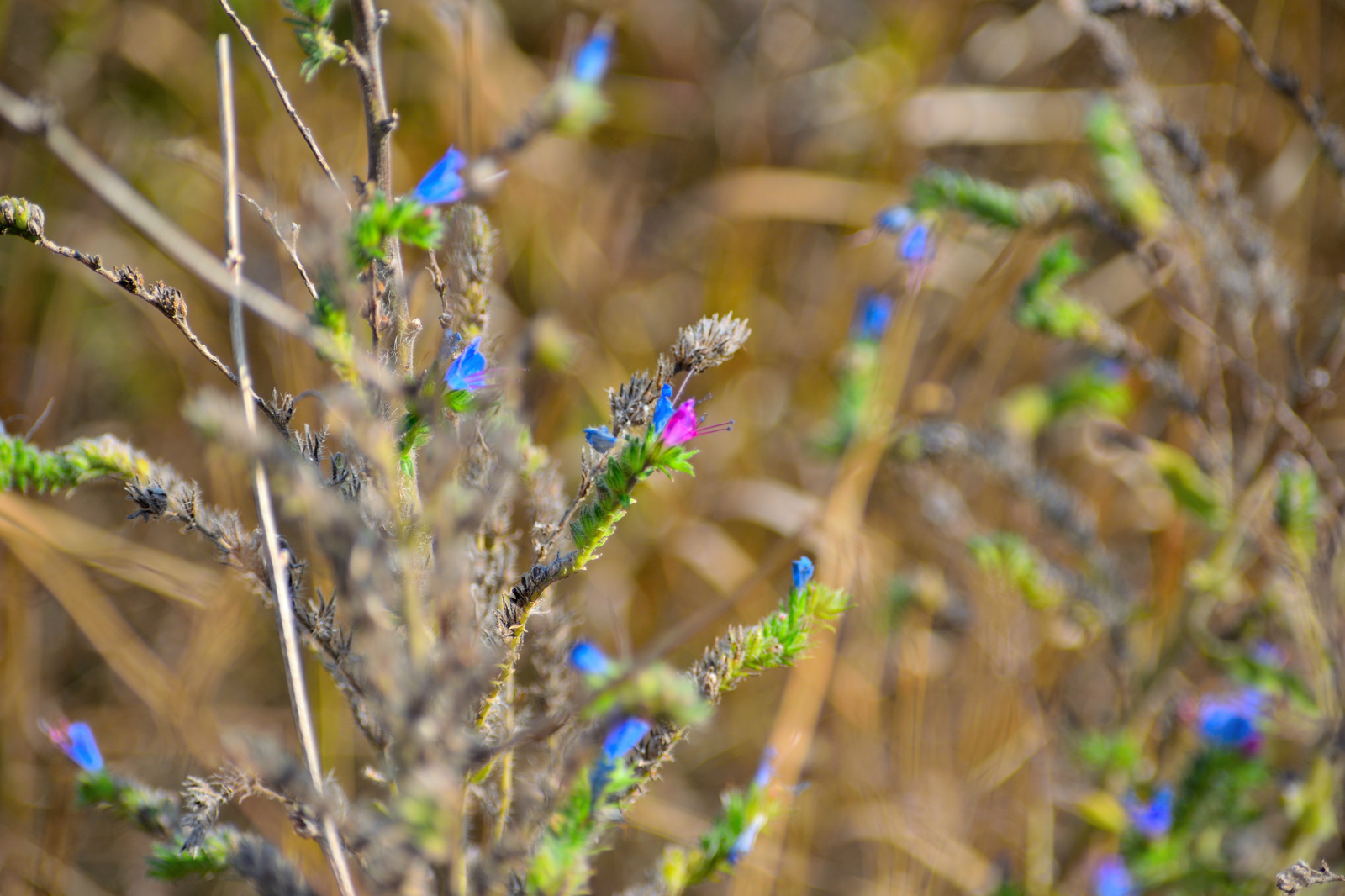 Steppe walk - My, Steppe, Grass, Flowers, Autumn, The photo