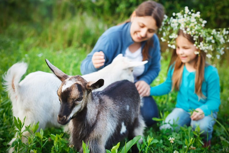 Goats prefer to associate with happy people. - news, Goat, 