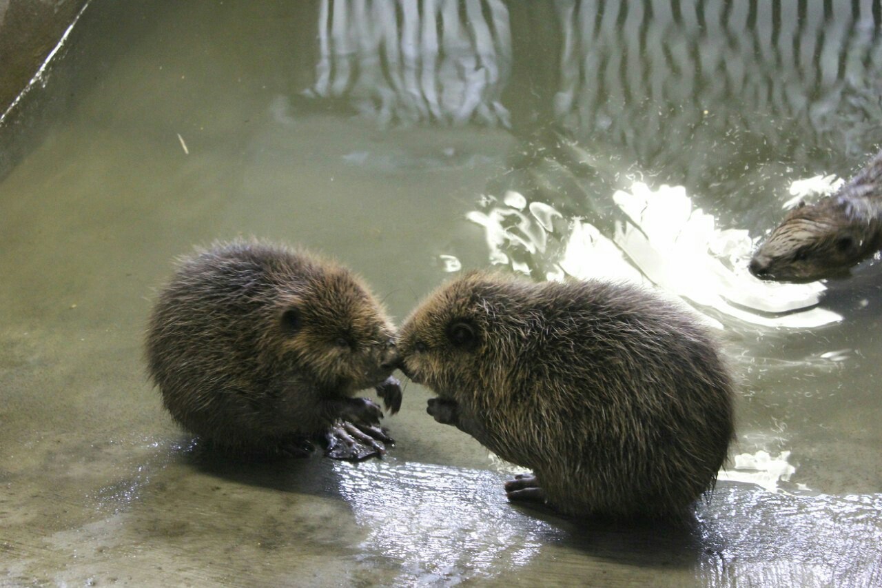 Have you touched a beaver yet? - My, Voronezh, Beavers, Longpost