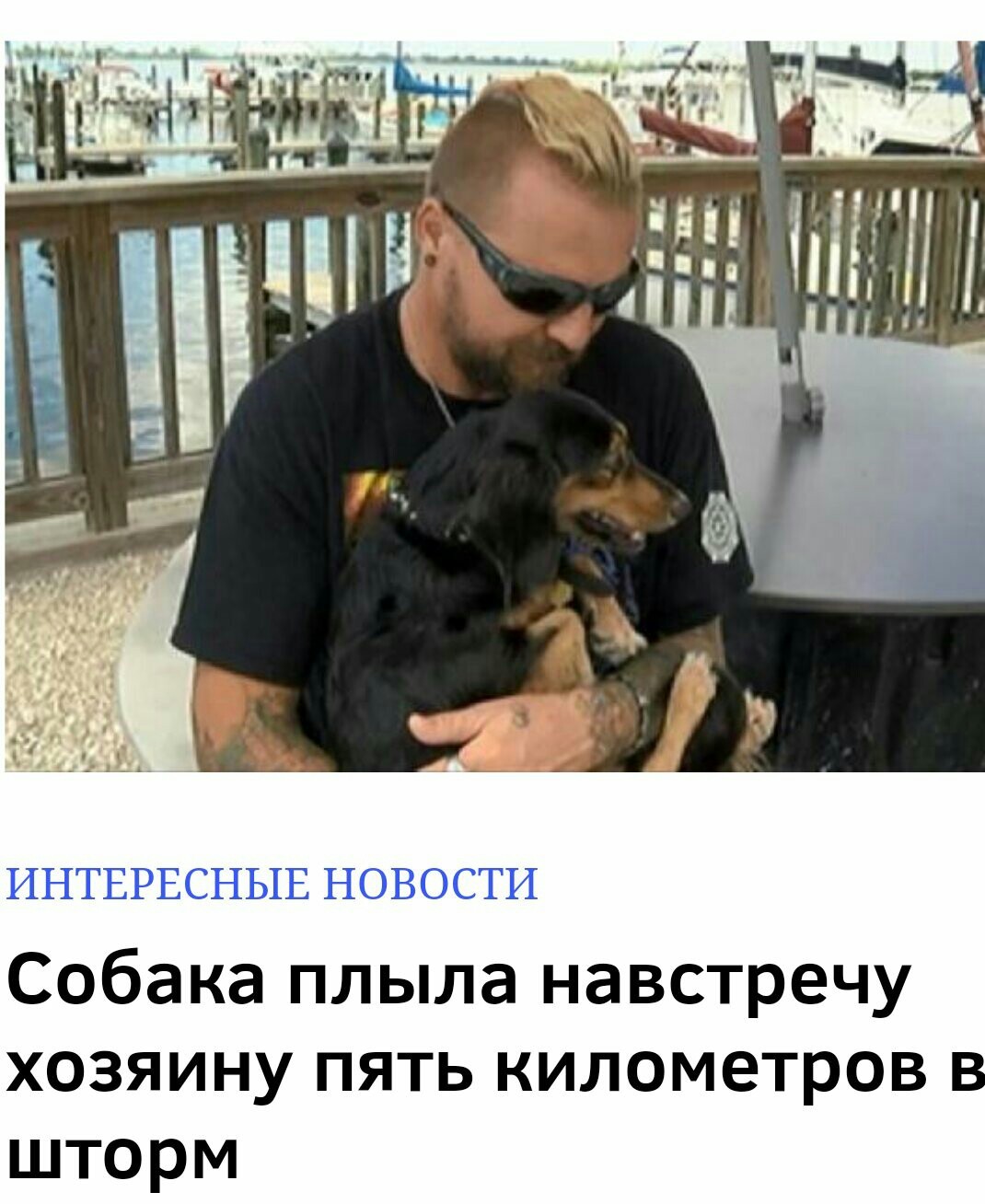 Good post. - My, Dog, Motivation, Kindness, Вижу рифму