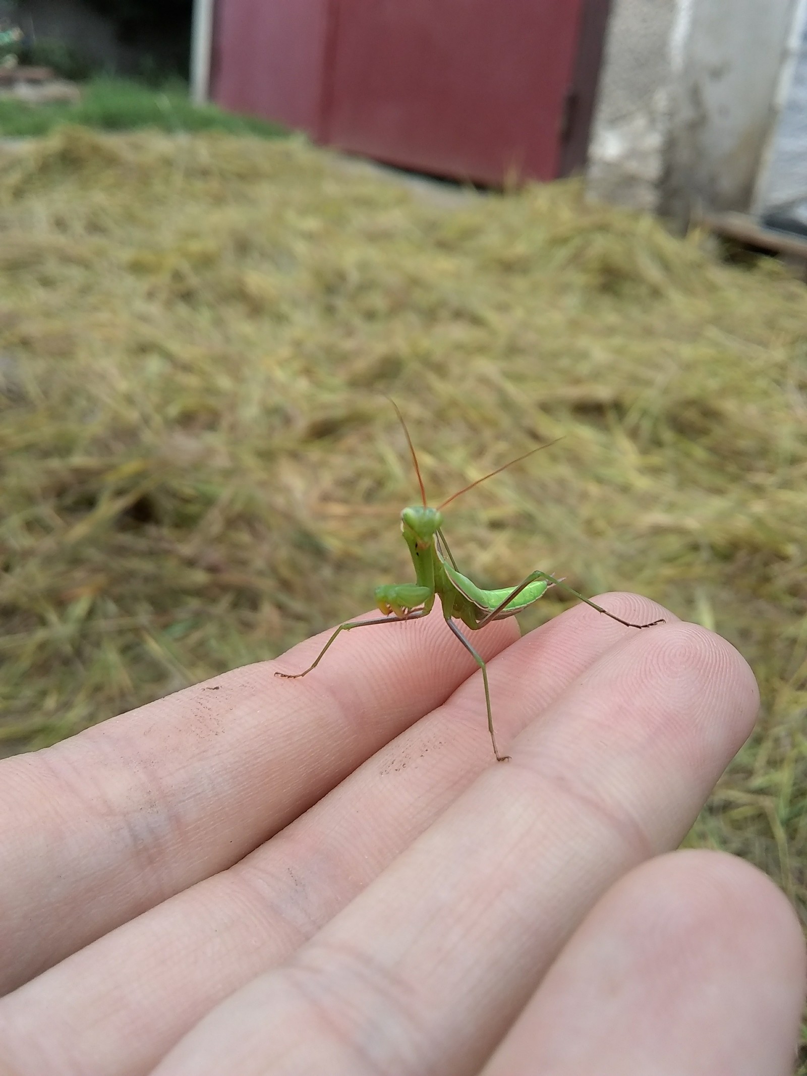 Mantis - My, Mantis, My, Pet, Longpost, Pets