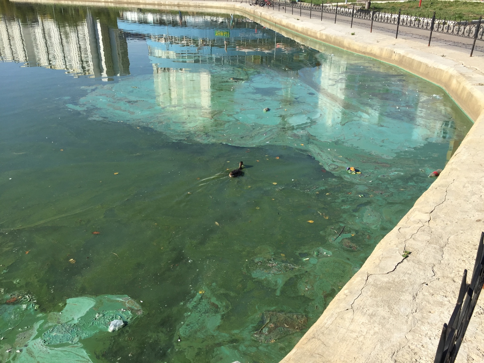 Oh pond, oh paint. - My, Pond, Protection of Nature, Moscow, Longpost