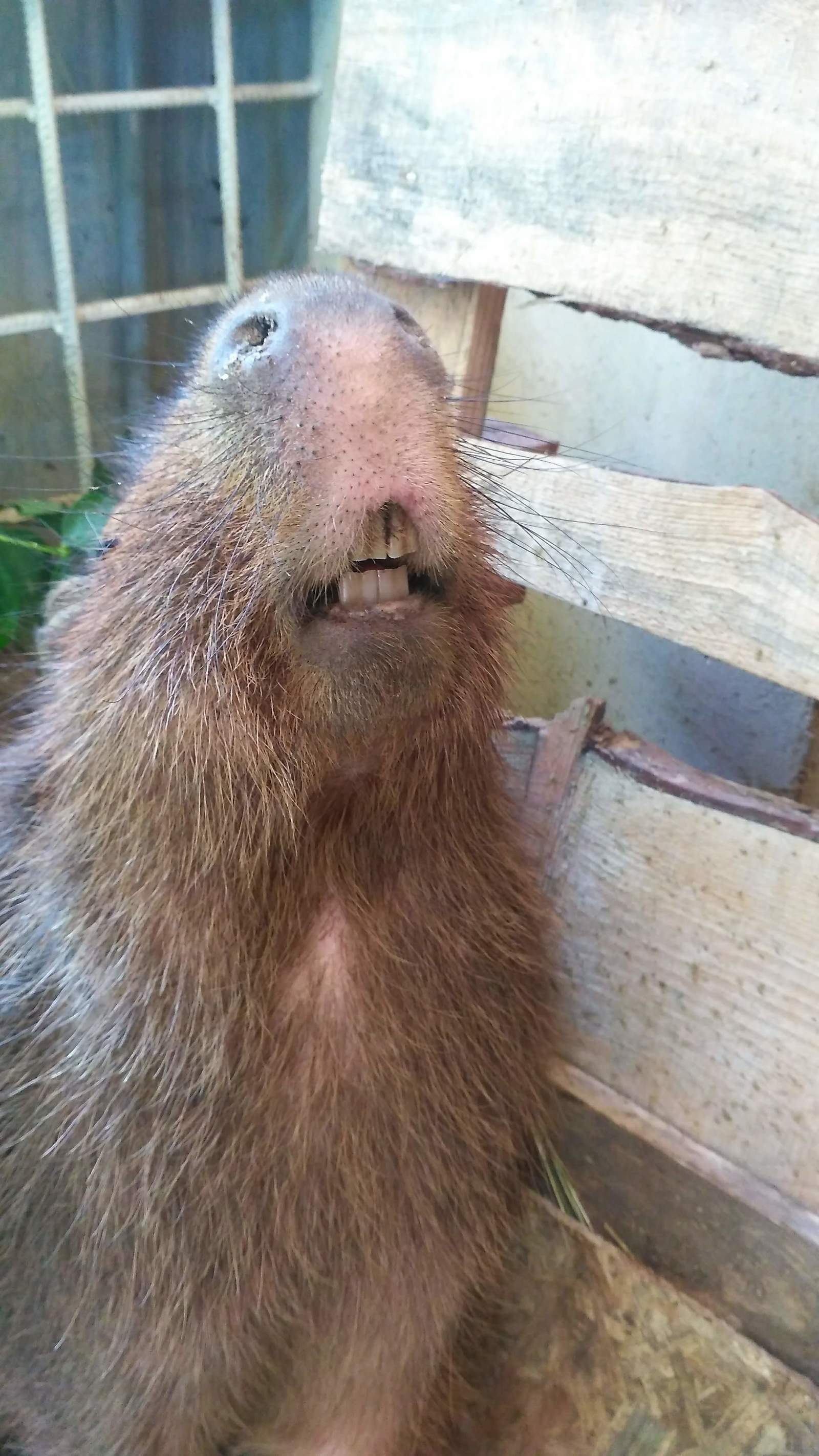 capybarism - My, Capybara, Animals, GIF, Longpost, Rodents