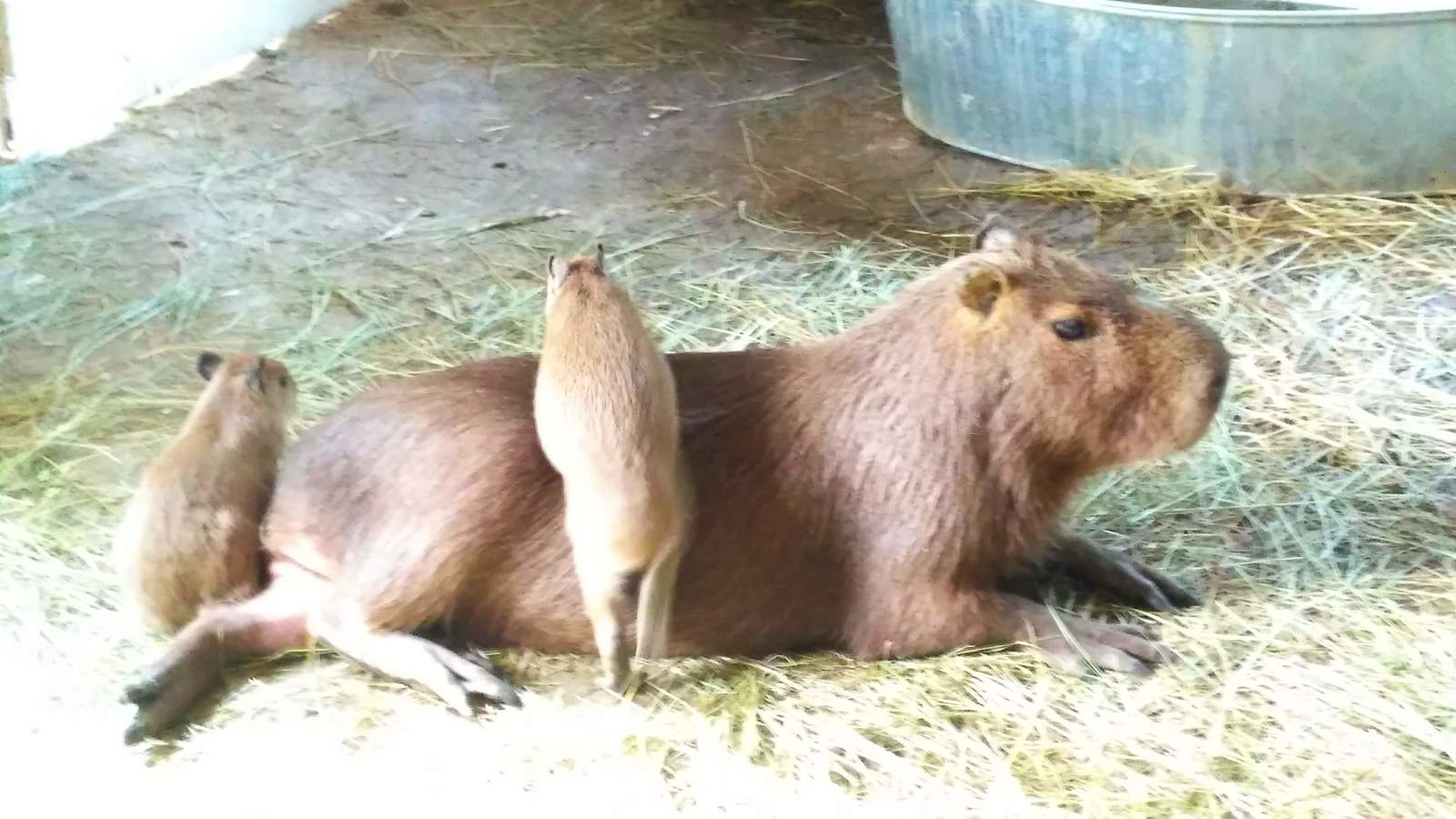 capybarism - My, Capybara, Animals, GIF, Longpost, Rodents