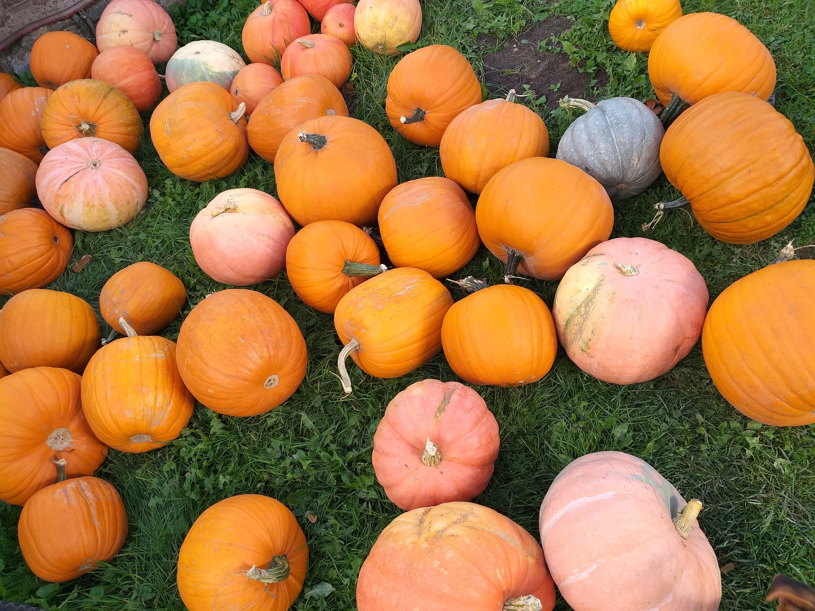 Autumn harvest - My, Pumpkin, Autumn, Harvest, Village