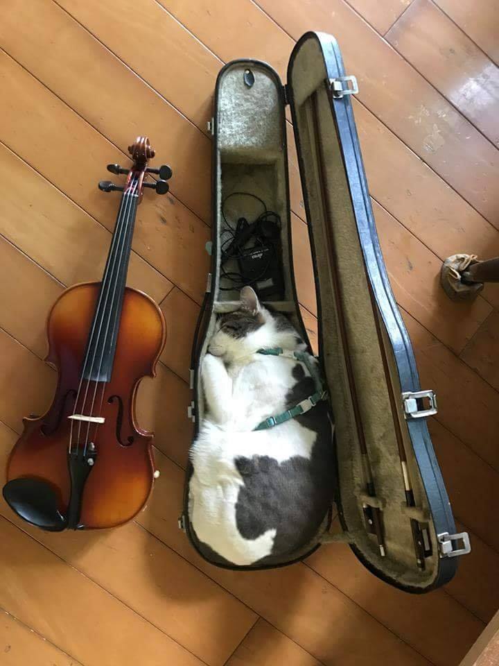 Sleep, darling - cat, Dream, Sheath, Violin, Milota