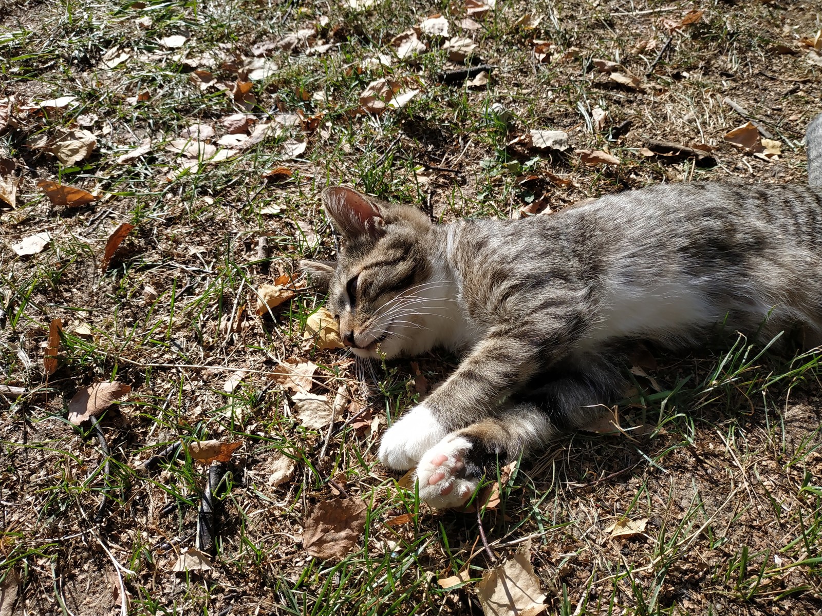 Autumn cat in your feed. - cat, Catomafia, Autumn, Paws, Longpost