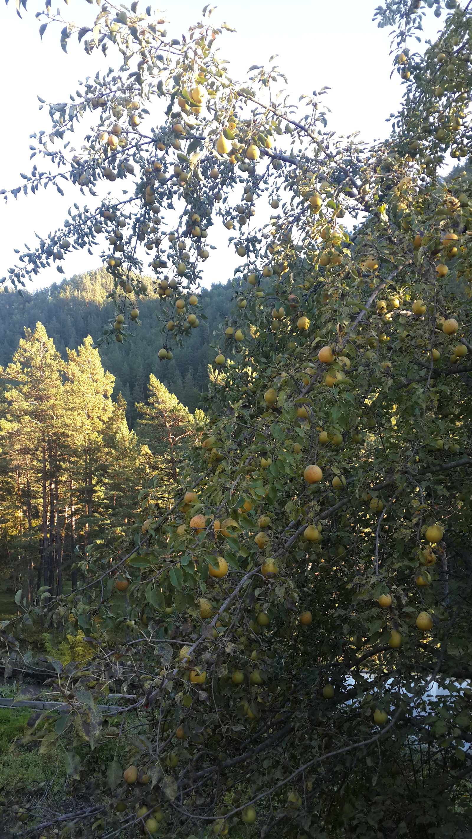 A little more autumn colors of Altai - My, Altai, Longpost, Autumn, Tumbleweed, Elekmonar, Landscape, Mountain Altai, The photo, Altai Republic