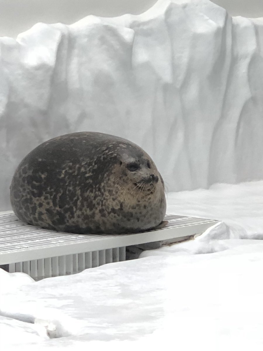 Seal - The photo, Twitter, Seal