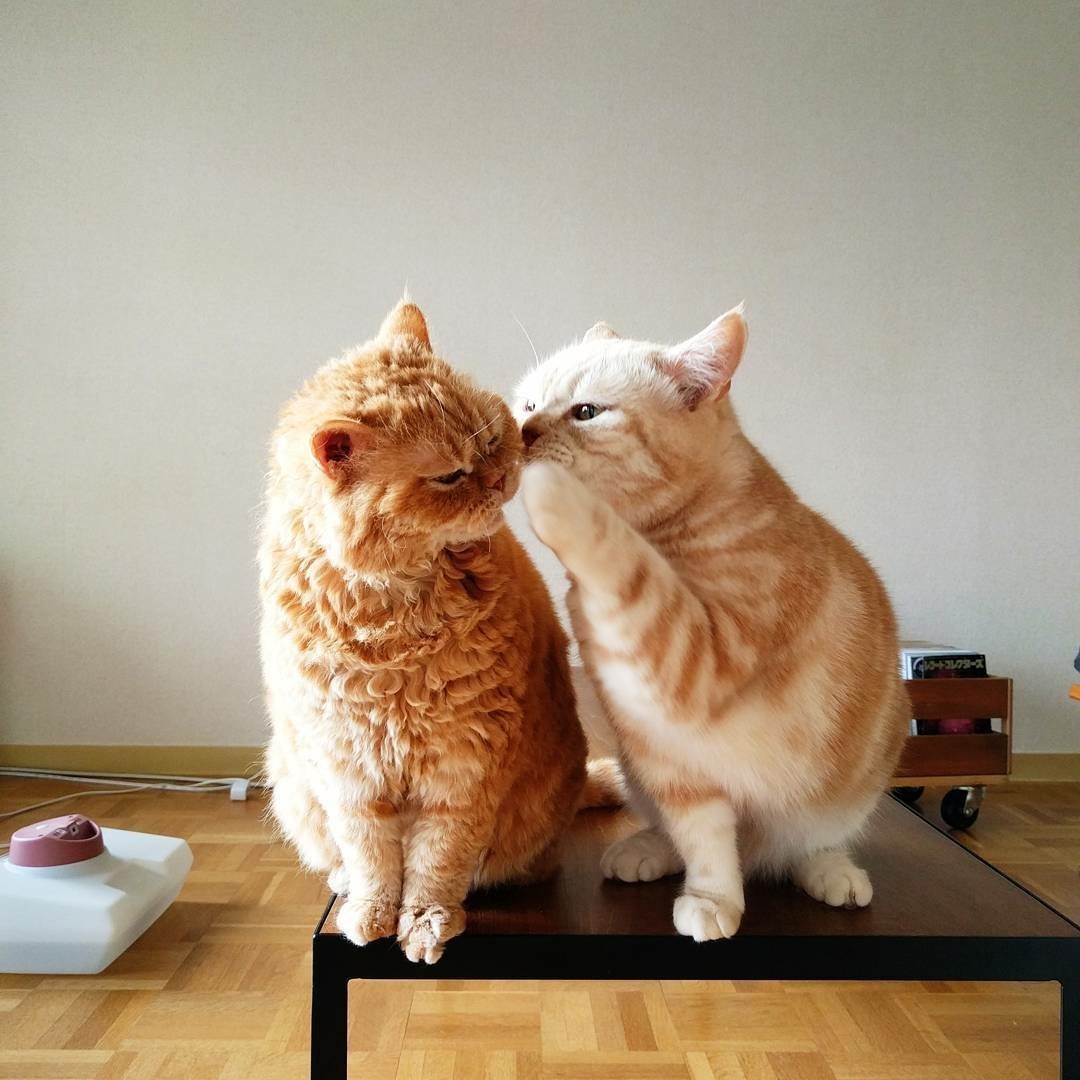 When you have love, and not some nonsense - cat, Love, From the network, Longpost