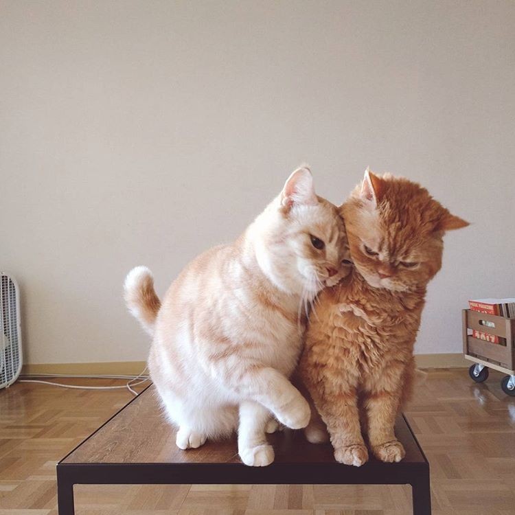 When you have love, and not some nonsense - cat, Love, From the network, Longpost