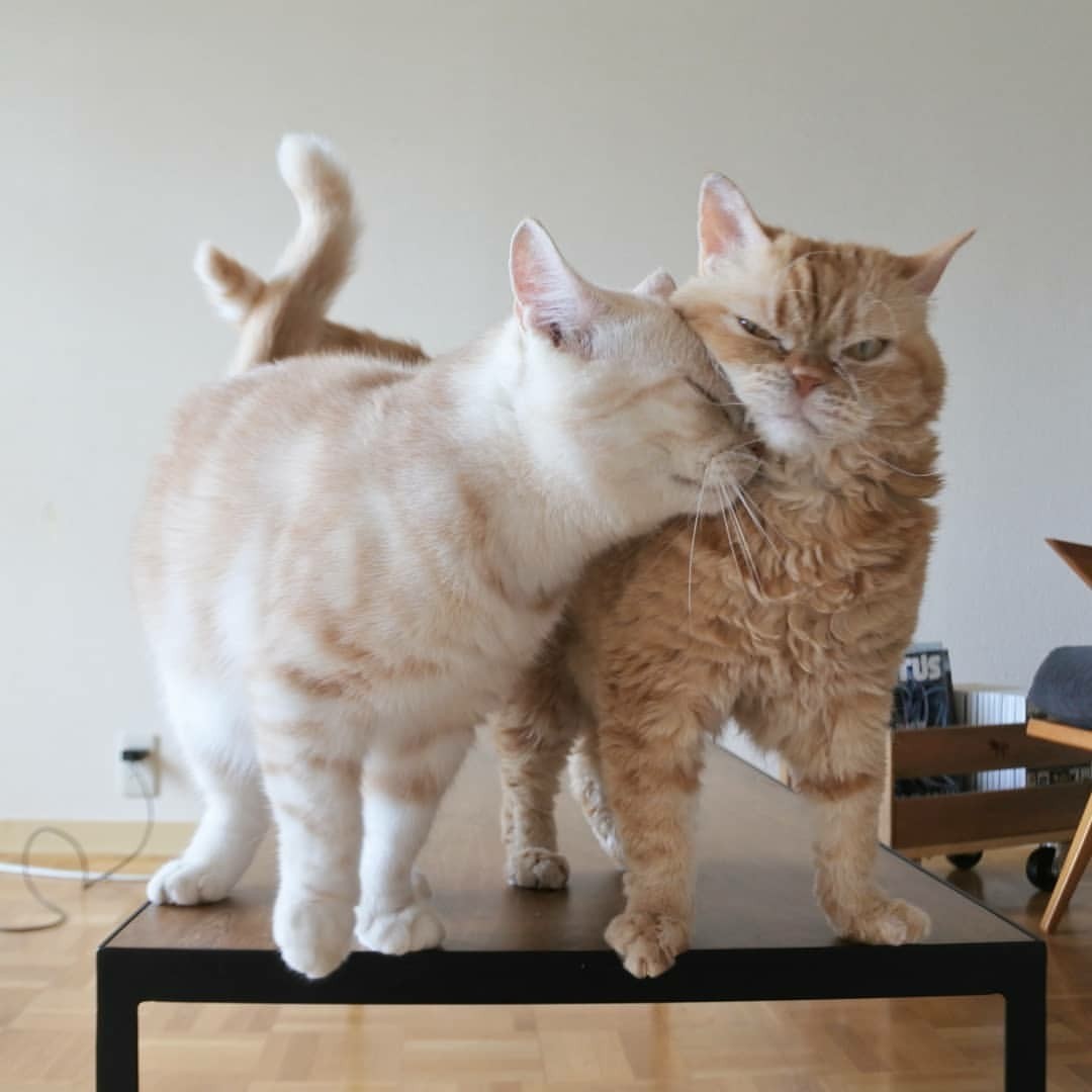 When you have love, and not some nonsense - cat, Love, From the network, Longpost