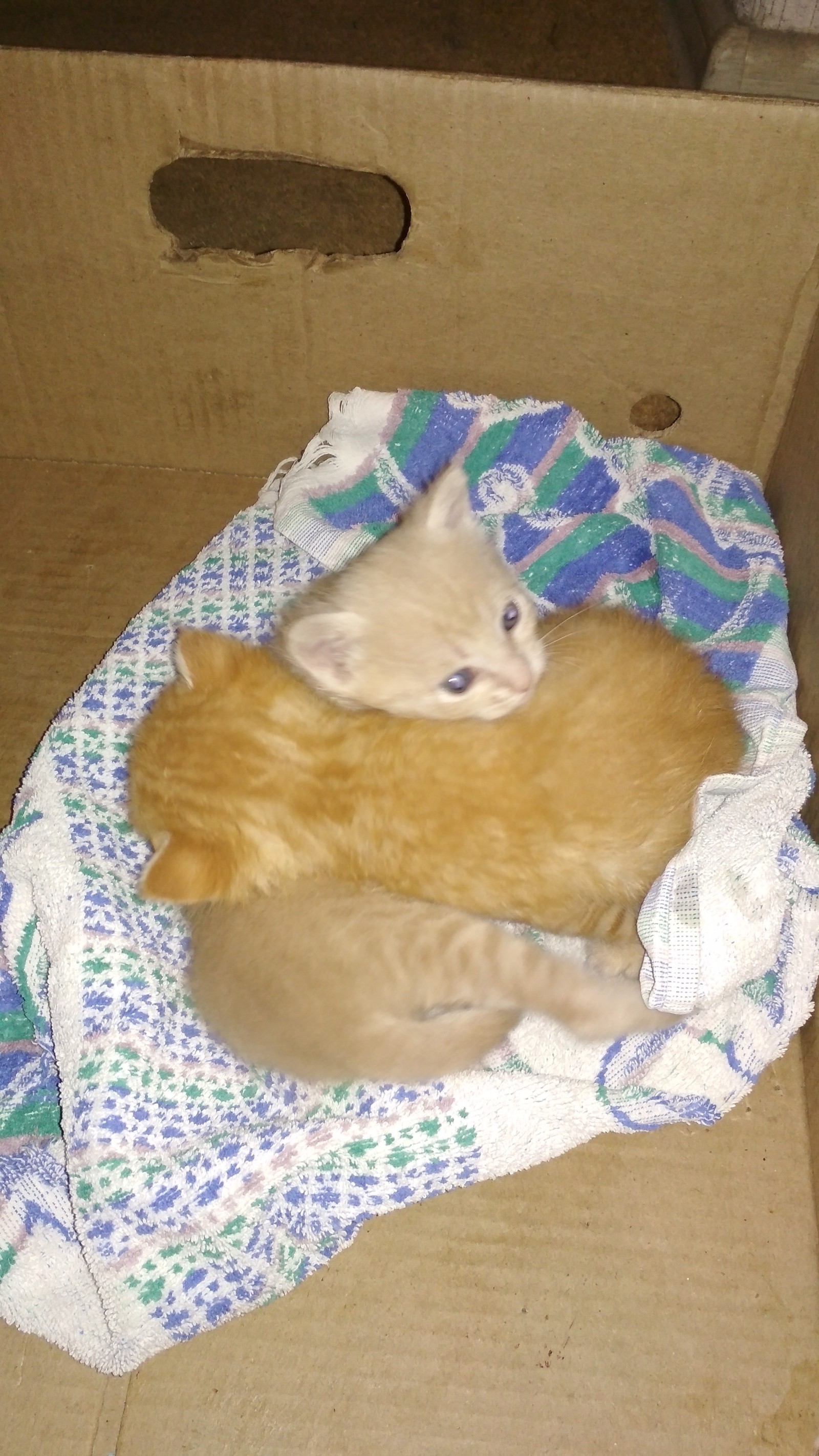 2 week old kittens - My, cat, In good hands, Help, Rostov-on-Don, No rating, Helping animals