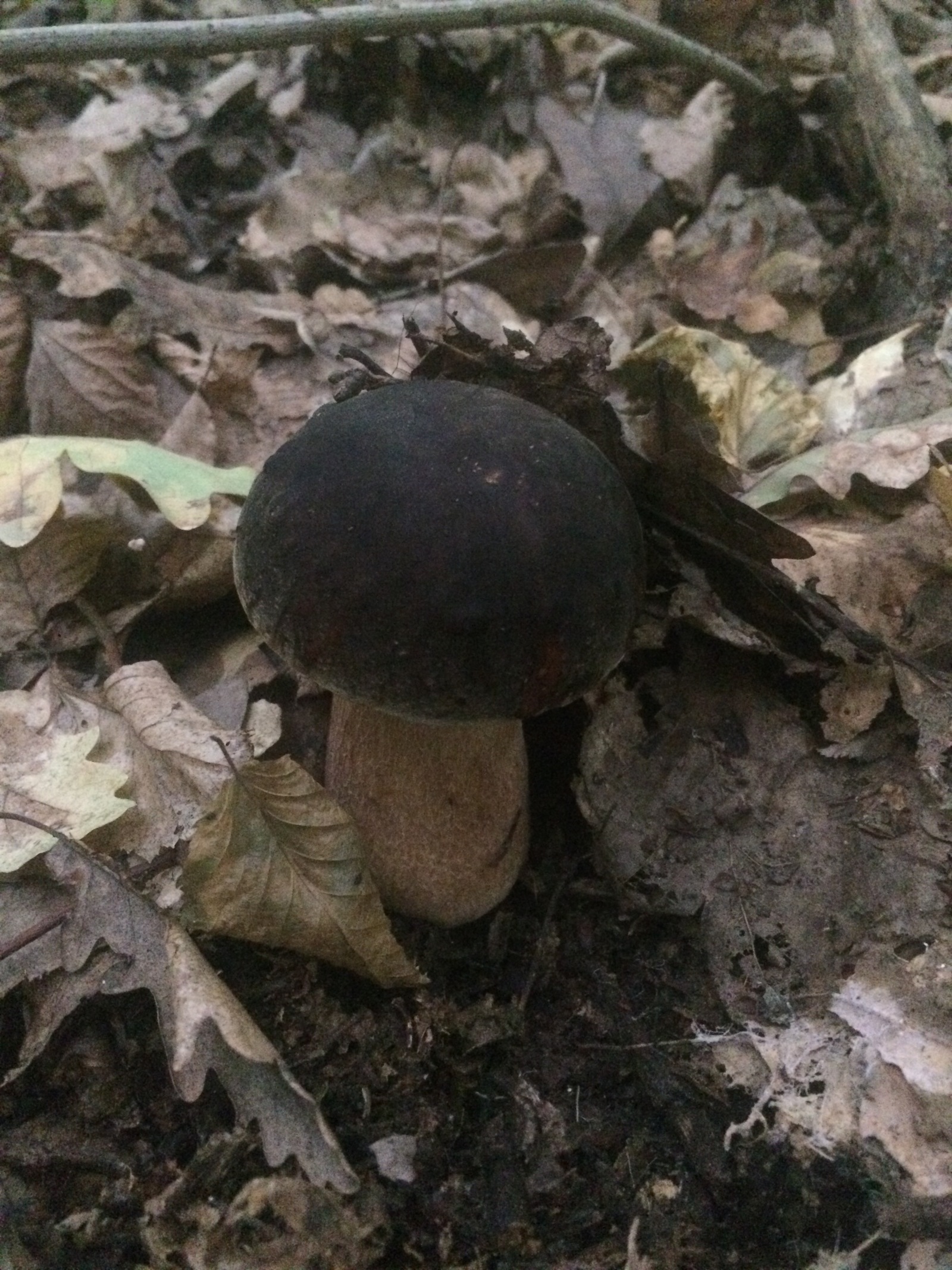 Mushrooms near Krasnodar. - My, My, Mushrooms, Silent hunt, Krasnodar, Longpost