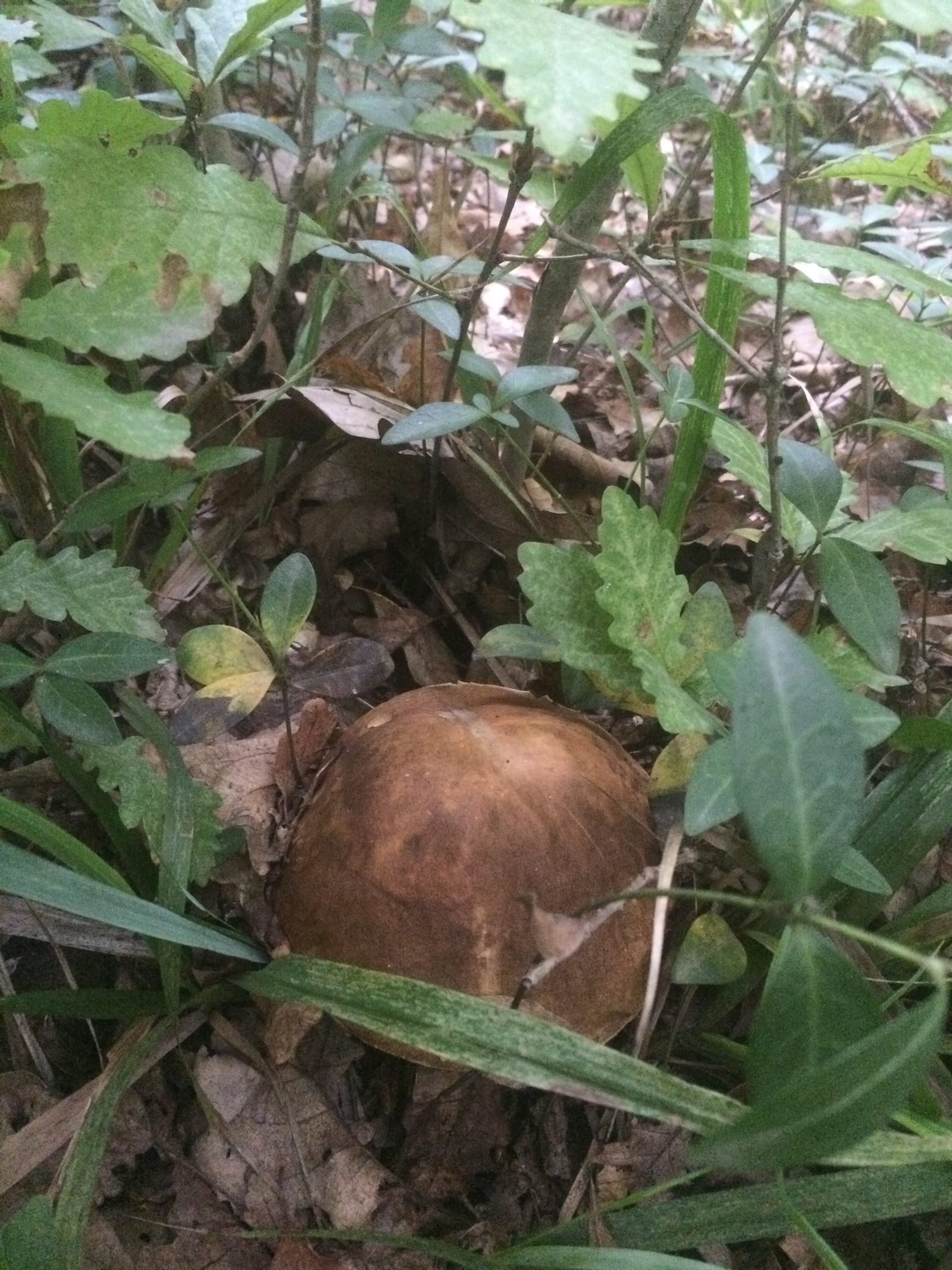 Mushrooms near Krasnodar. - My, My, Mushrooms, Silent hunt, Krasnodar, Longpost