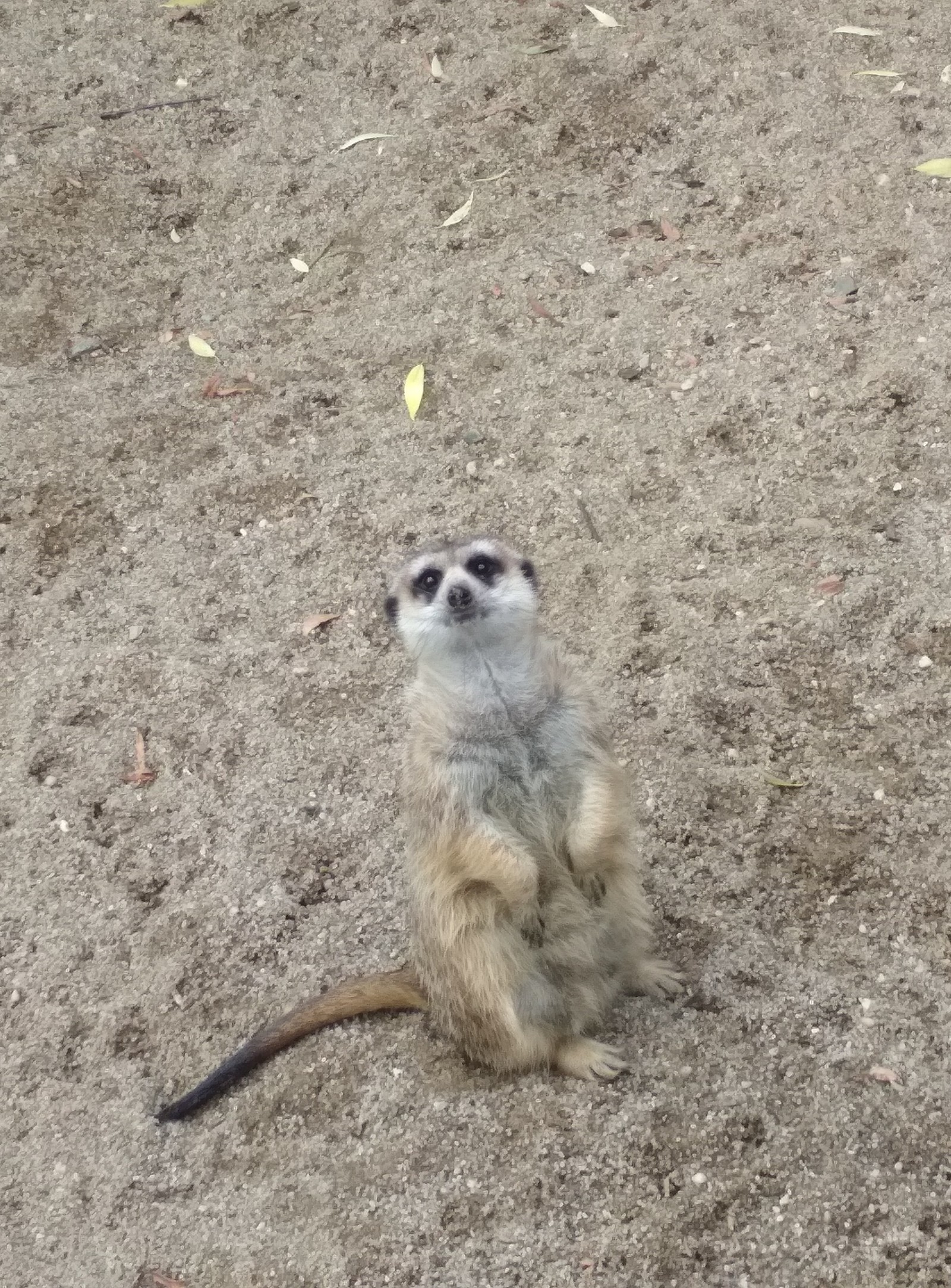 We develop wit, read comments - My, Meerkat, The photo