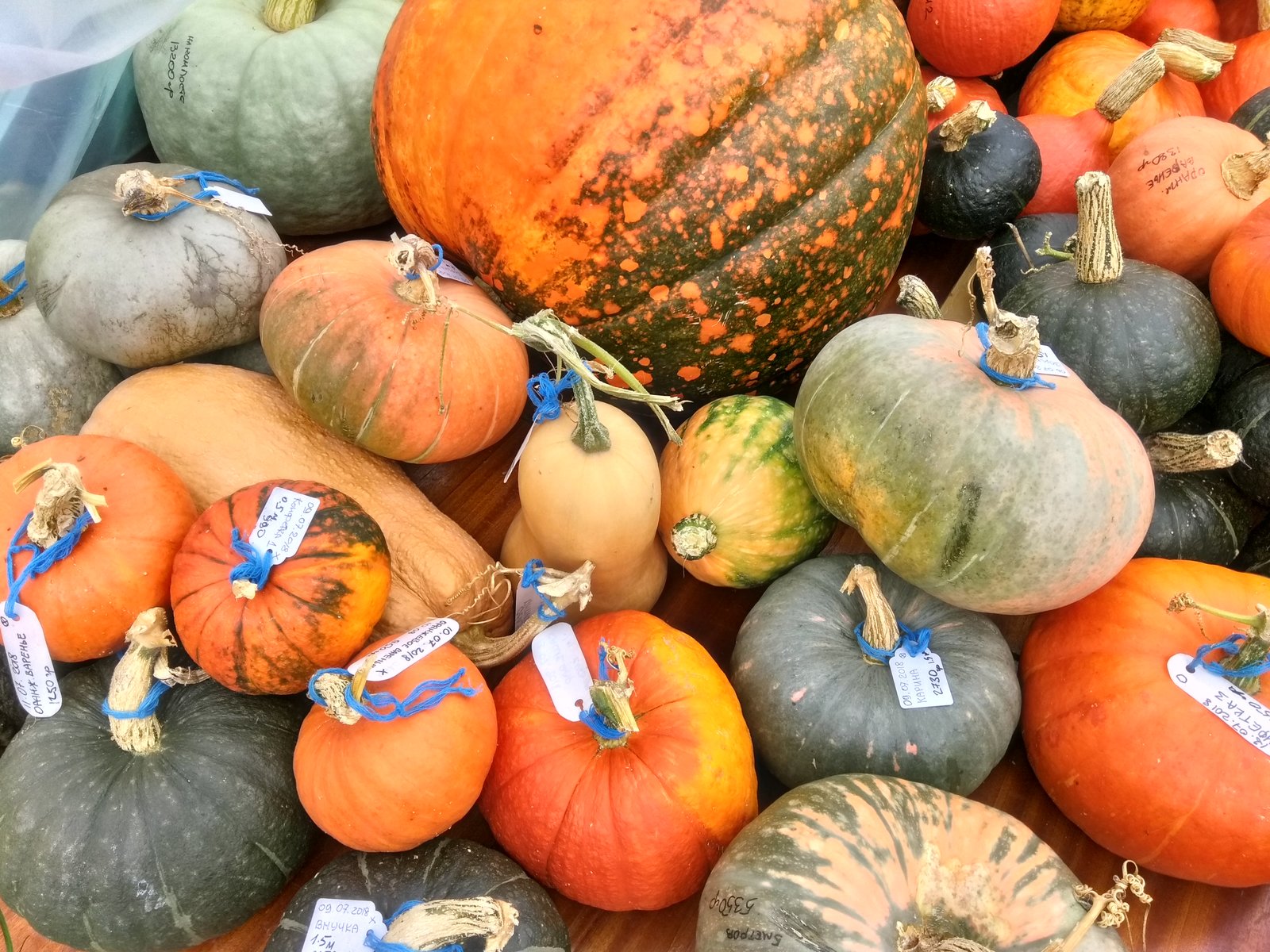 Autumn. - My, Hobby, Pumpkin, Harvest, The photo, Longpost